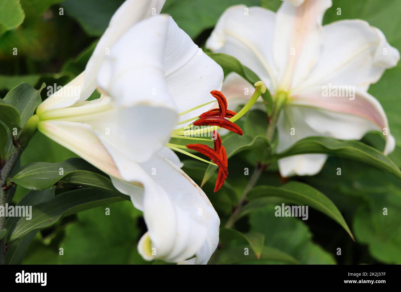 Weiße Lilienblumen im Garten mit grünem Hintergrund. Sommerkonzept. Blumenhintergrund für Website, Grußkarte, Banner, Blumenladen Stockfoto