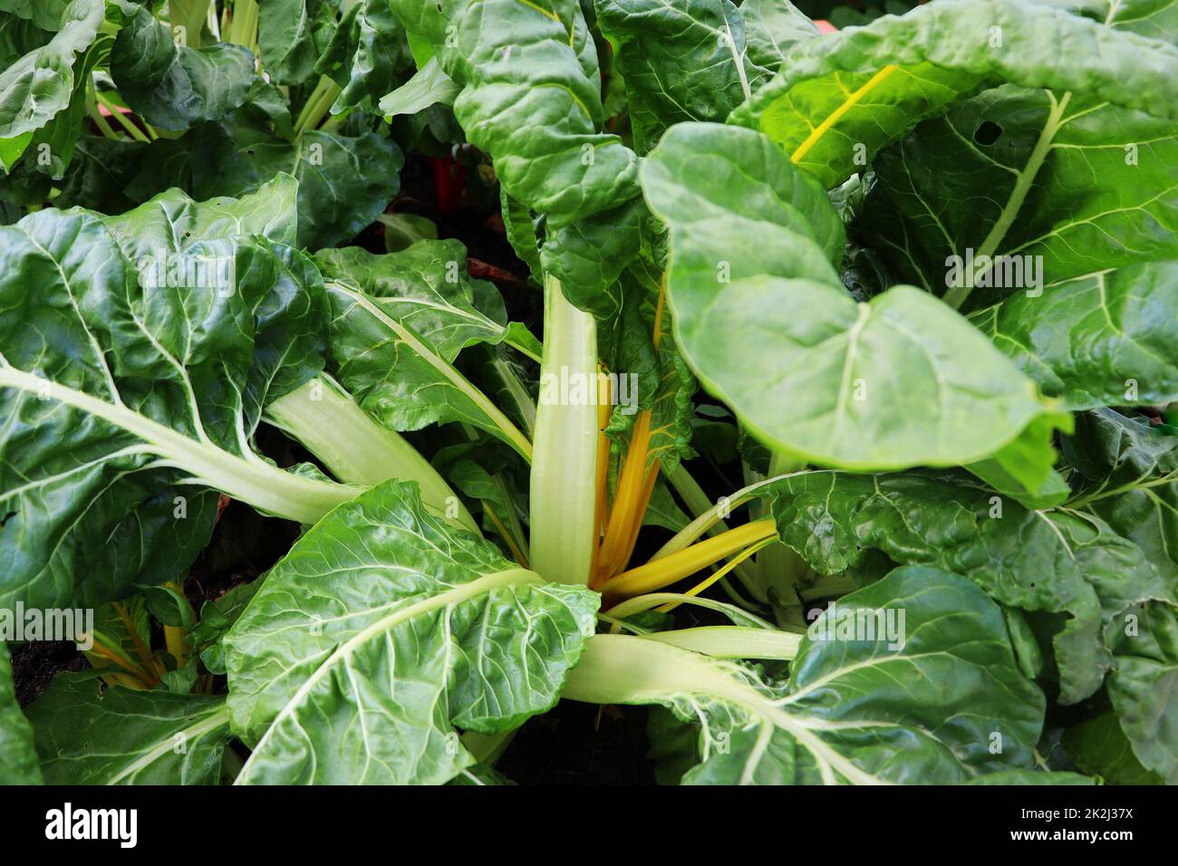 Mangold Pflanze wächst in Bio-Garten. Frischer und gesunder Gemüsegarten. Stockfoto