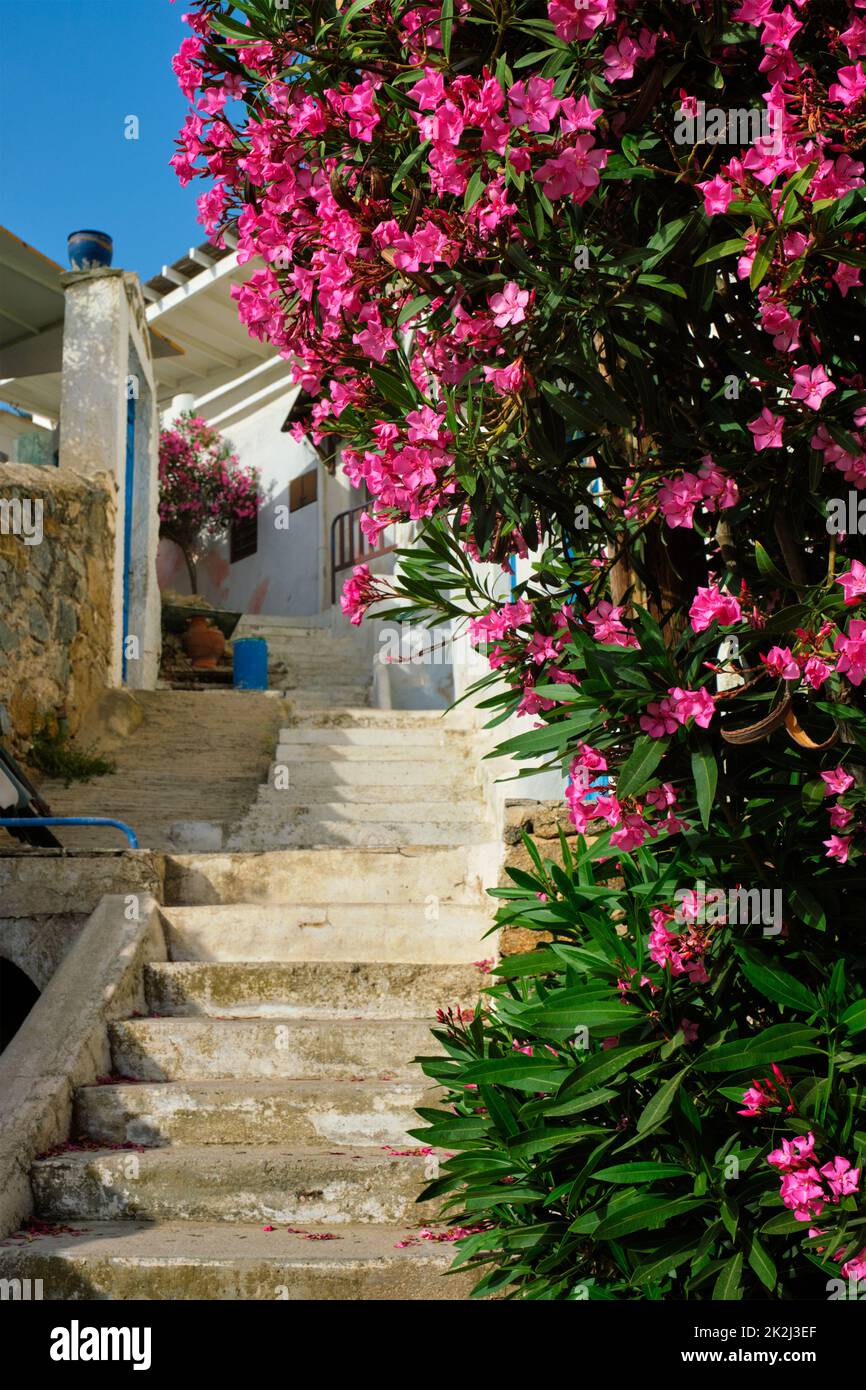 Griechische Straße mit Bougainvillea Blumen Stockfoto