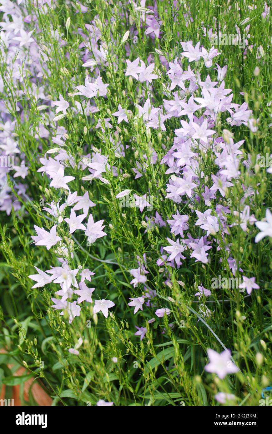 Hellviolette Campanula-Blumen. Campanula Portenschlagiana Stockfoto