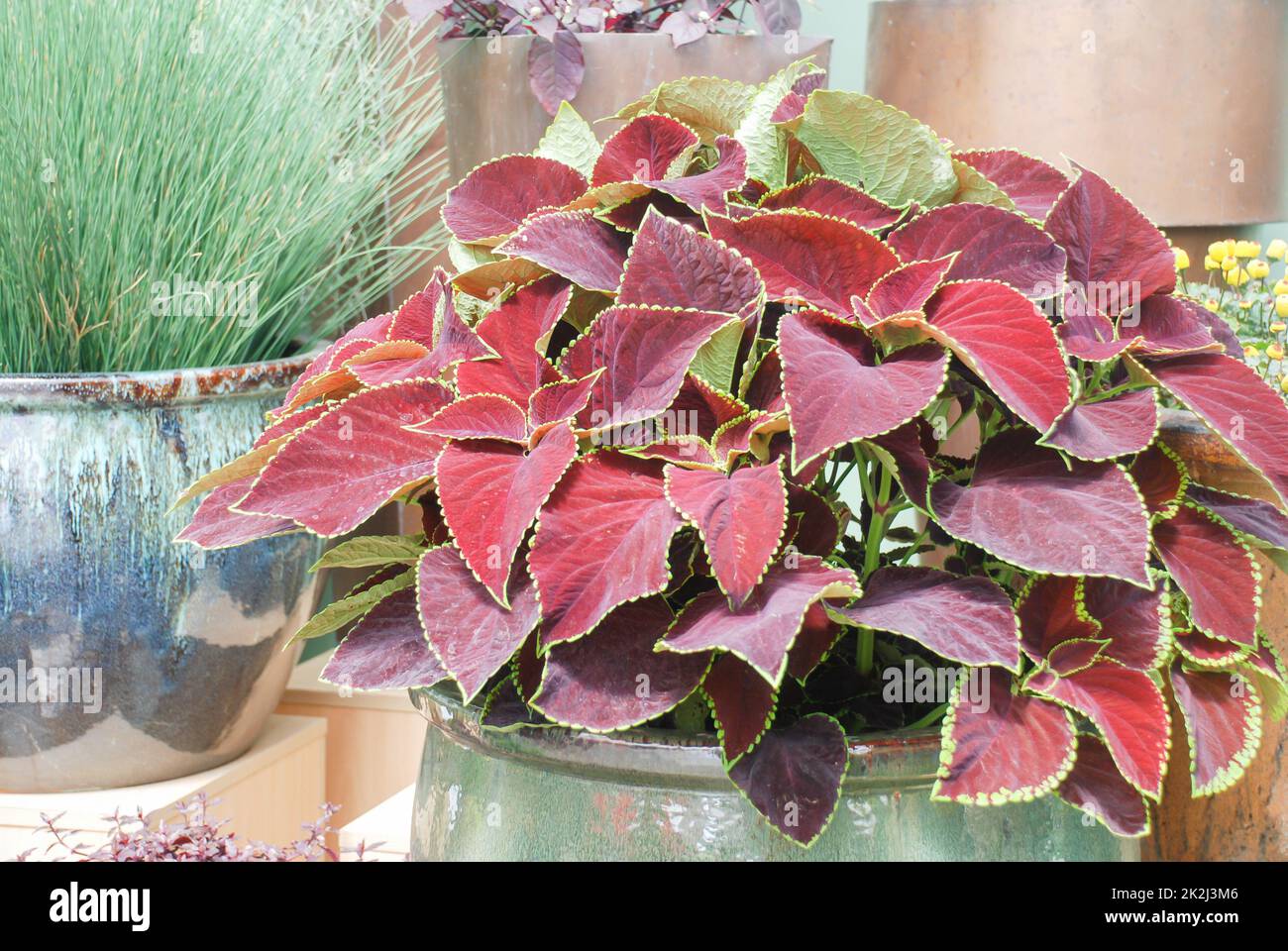 Rote Blätter Coleuspflanze, Plectranthus scutellarioides, Topfpflanze Stockfoto