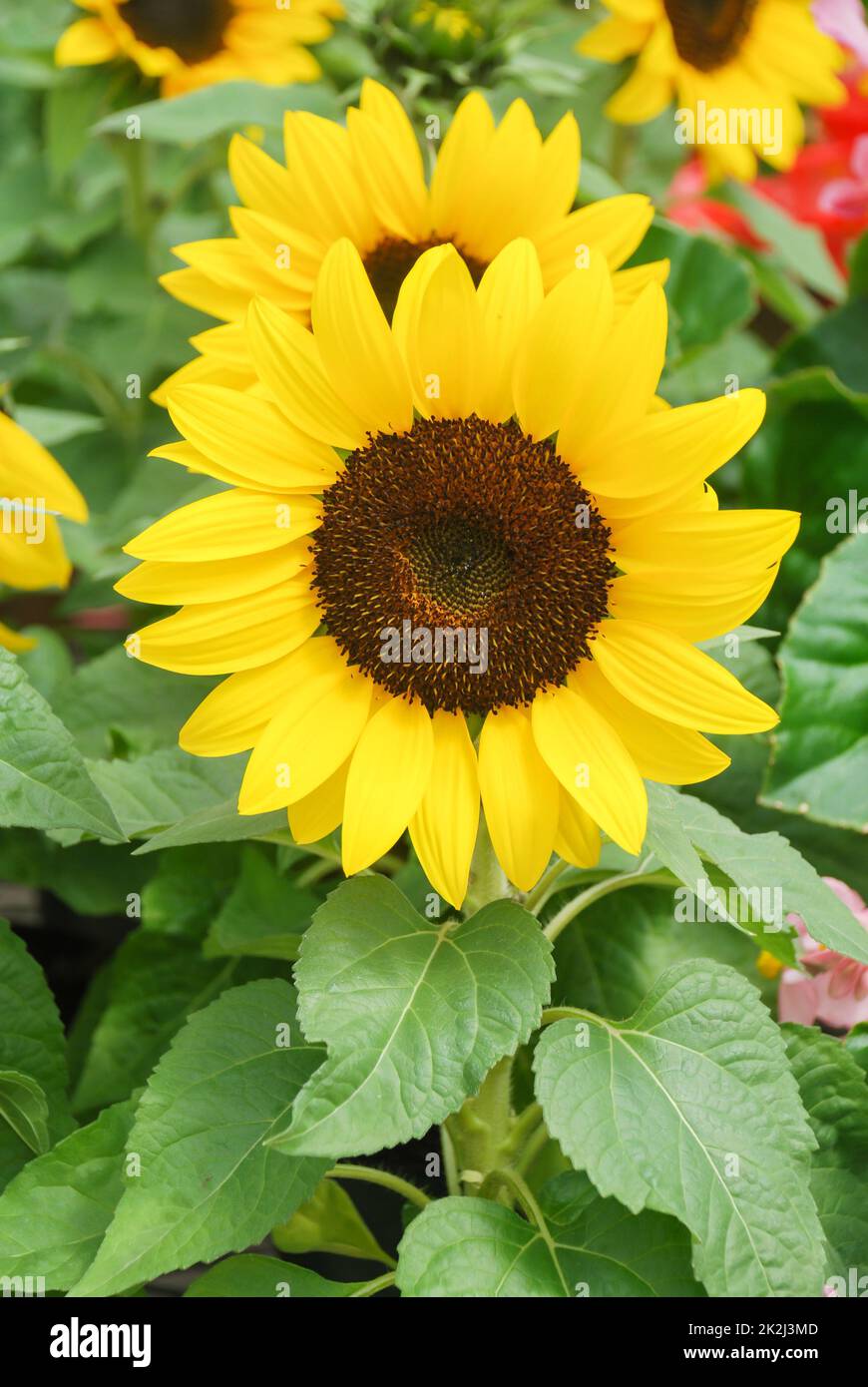 Helianthus annuus, kleine und gegossene Sonnenblumen. Kleine Blütengröße Stockfoto