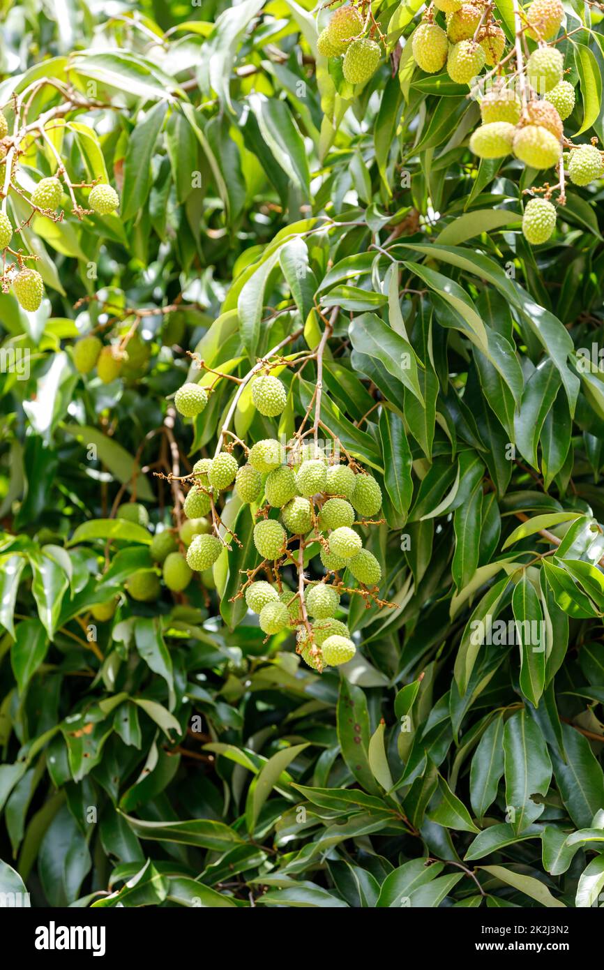 Grüne, unreife, exotische Frucht Lychee, madagaskar Stockfoto