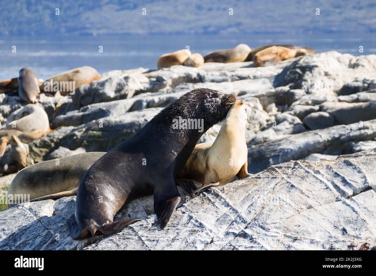 Südamerikanische Seelöwenkolonie auf dem Beagle-Kanal Stockfoto