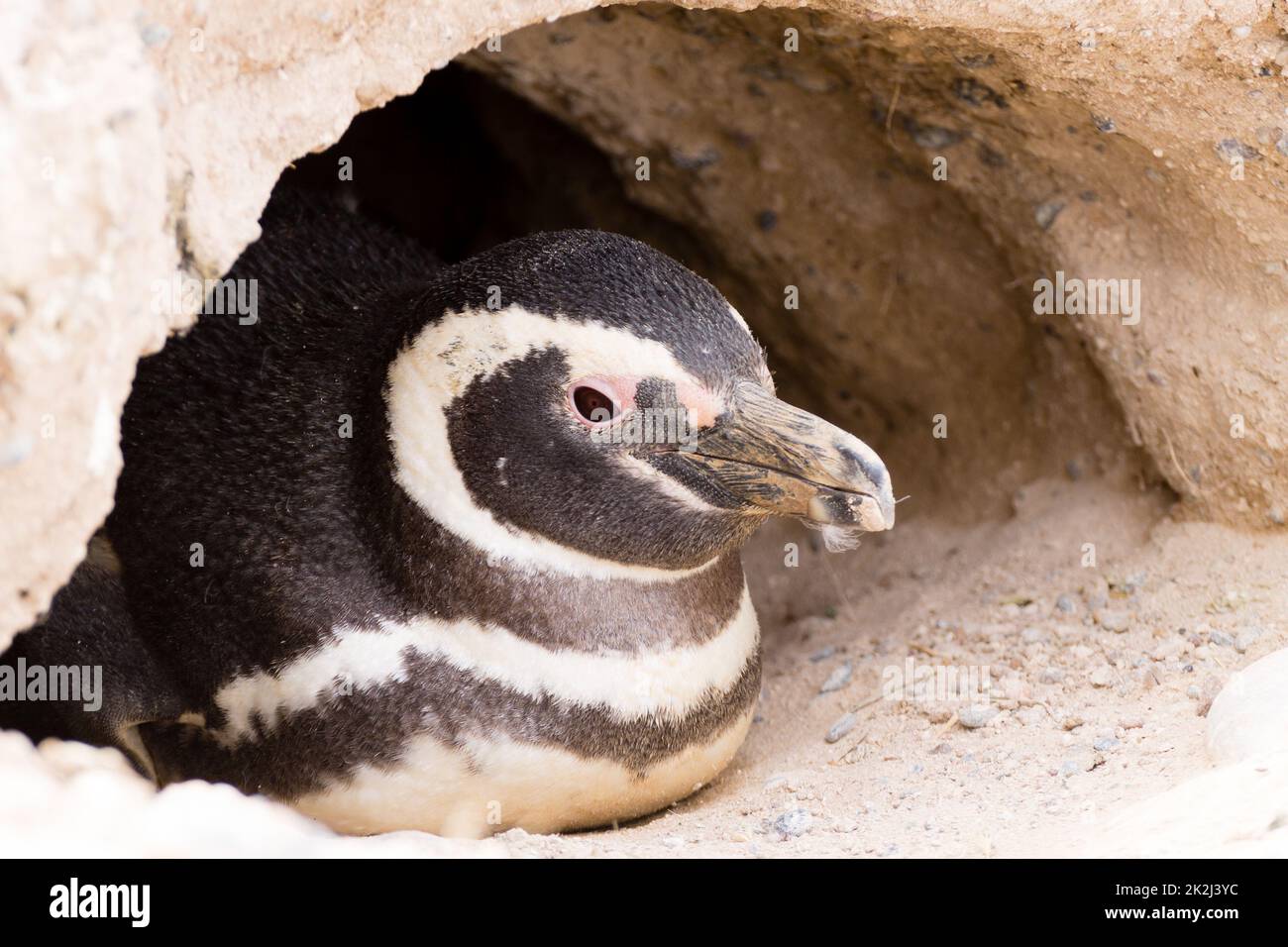Magellanic Pinguin. Caleta Valdes Pinguinkolonie, Patagonien, Argentinien Stockfoto