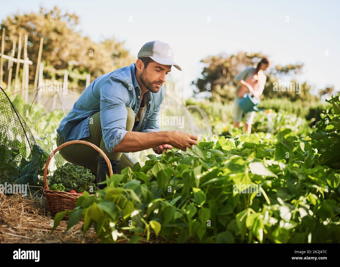 Die Früchte seiner harten Arbeit ernten. Aufnahme von zwei glücklichen jungen Bauern, die auf ihrem Bauernhof gemeinsam Kräuter und Gemüse ernten. Stockfoto