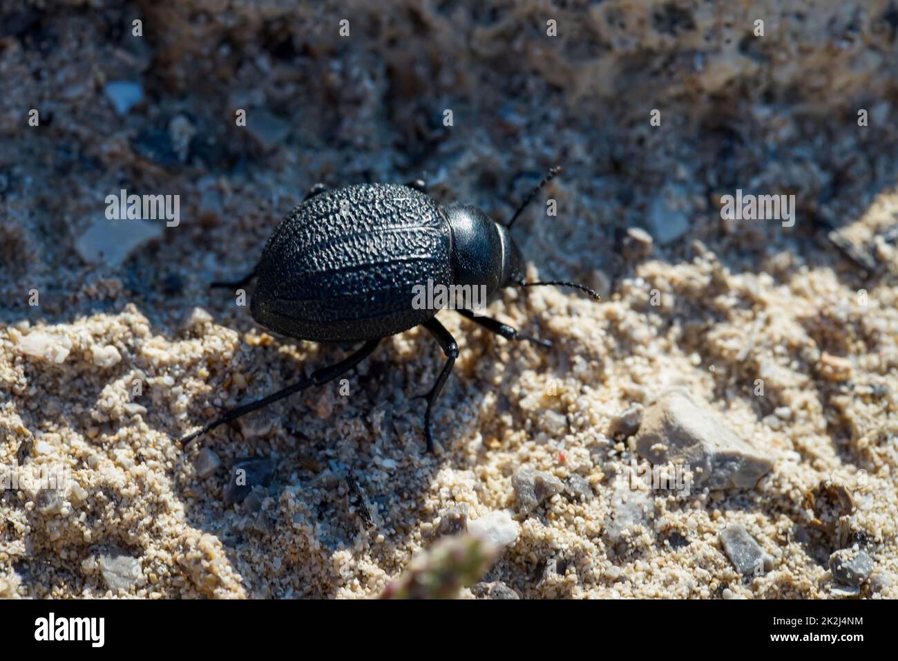 Ein dicker, runder, schwarzer Käfer im Sand. Nahaufnahme eines kleinen Käfers. Stockfoto