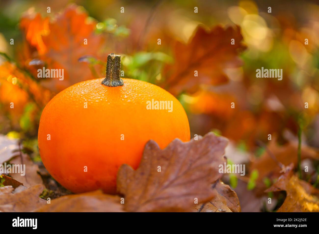 Herbstzeit. Orange Kürbis mit braunen Eichenblättern auf einem Stumpf. Kürbis im Herbst braune Blätter. Herbstwetter.schöne Naturtapete. Stockfoto
