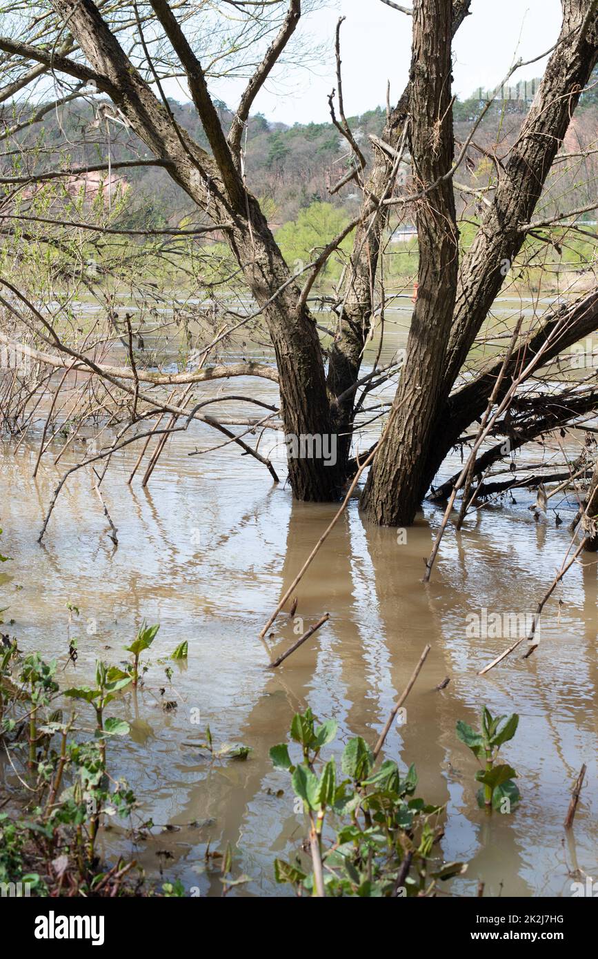 Die Mosel überflutete Teile der Stadt Trier, Klimawandel, Deutschland, Bäume im Wasser, Umweltprobleme, starke Regenfälle verursachen einen Anstieg des Wasserspiegels Stockfoto