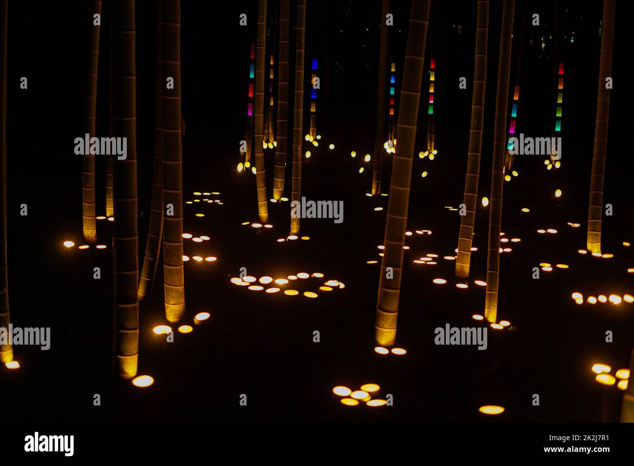 Bambuswald leuchtet auf (kleiner Schreibtisch Burgwald des Bürgers) Stockfoto