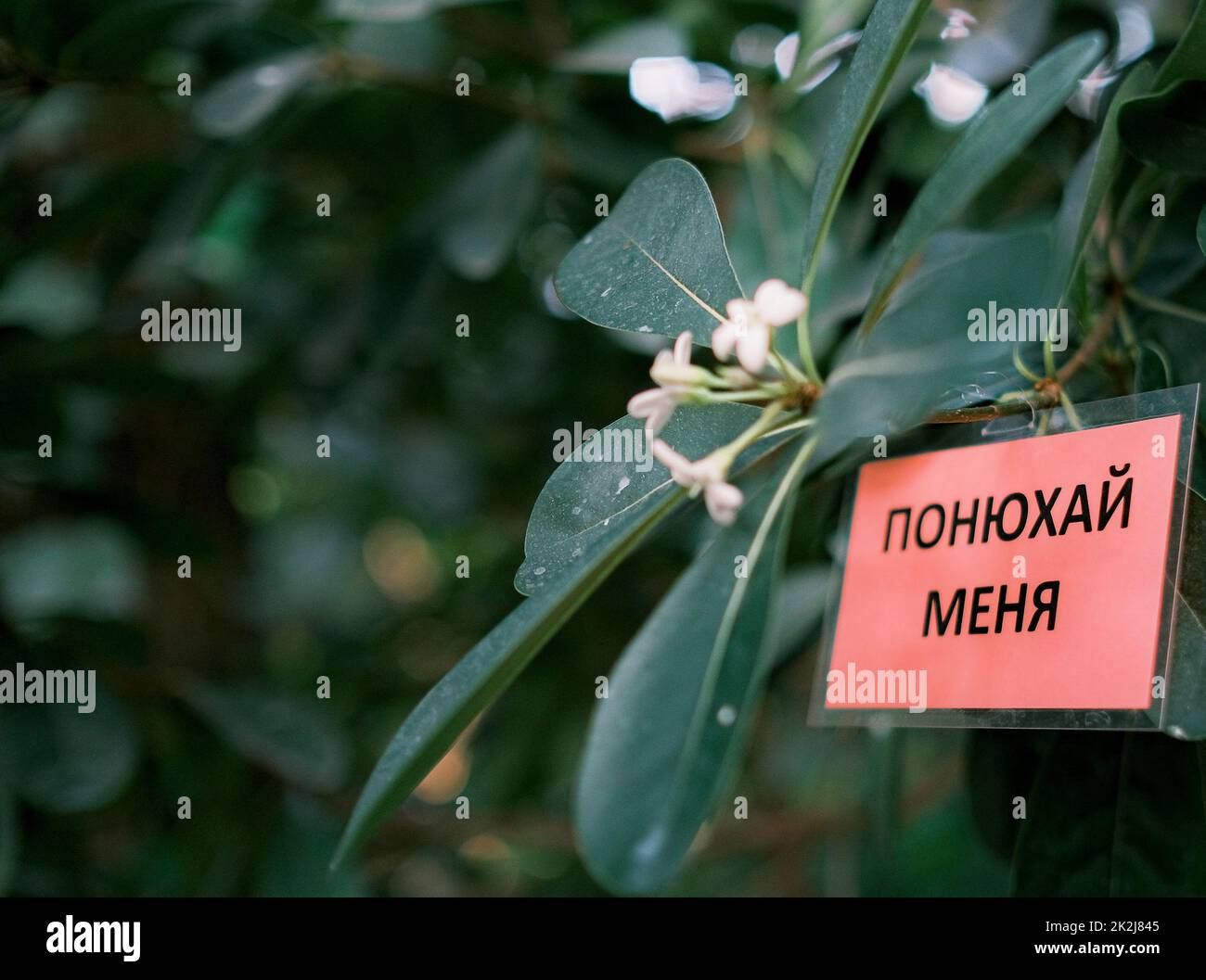 Weiße Blumen und ein russischer Zettel RIECHEN MICH Stockfoto