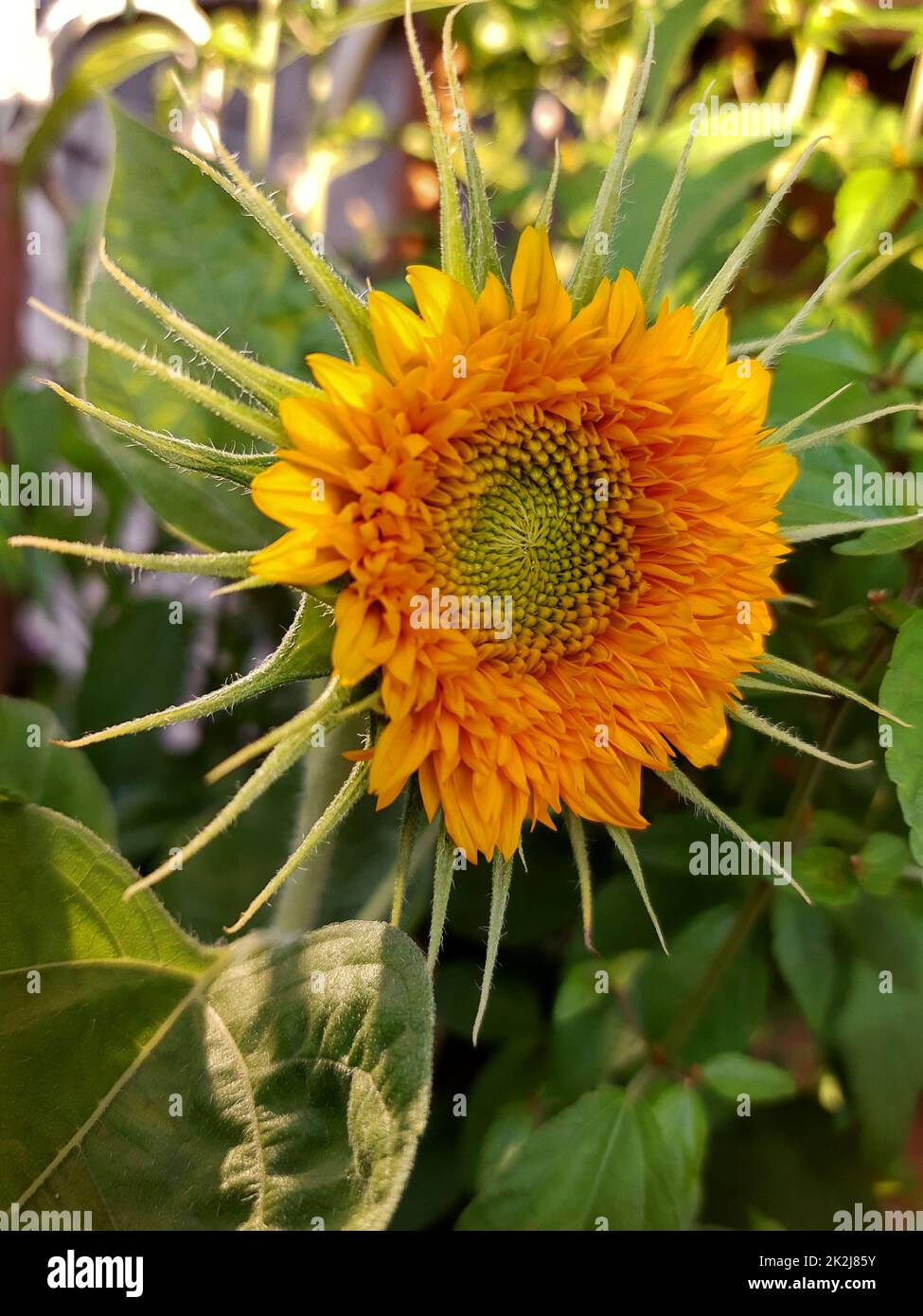 Sunflower blooms Fotos und Bildmaterial in hoher Auflösung Alamy