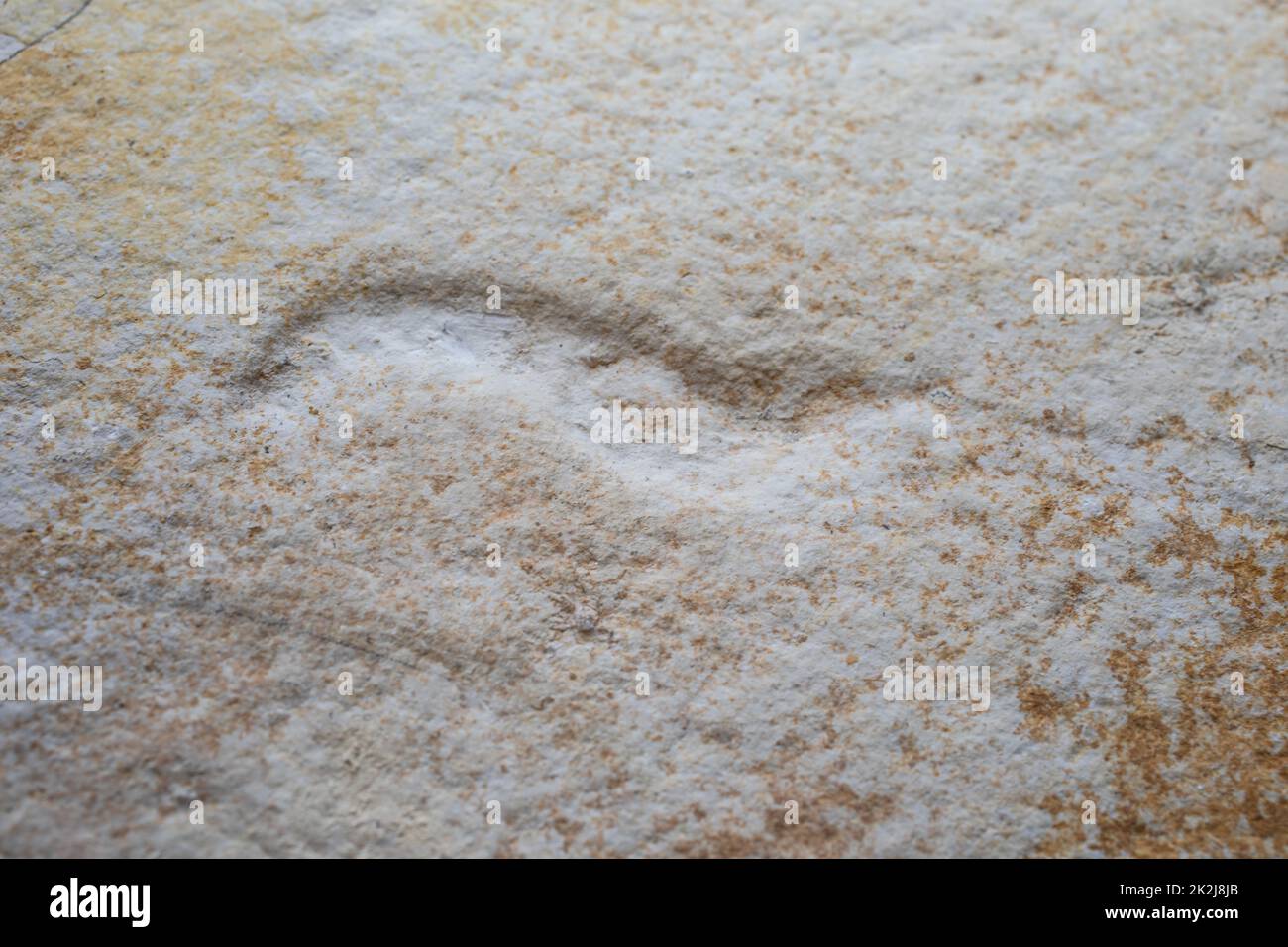 Tadpole-Shrimps Stockfoto