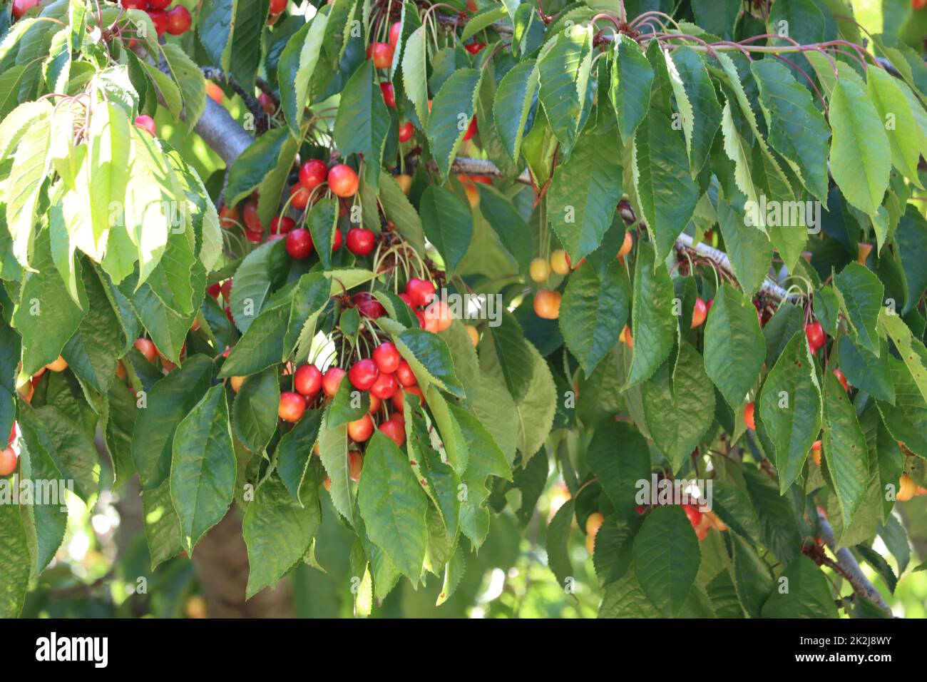 Köstliche rote Kirschen Früchte schöne leckere nahrhafte natürliche Nahrung Stockfoto
