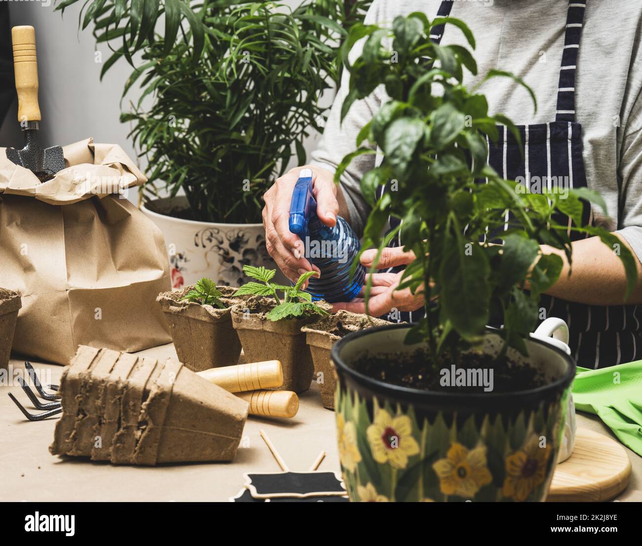 Eine Frau gießt grüne Sprossen in Pappbechern. Frühlingspflanzen Samen Stockfoto