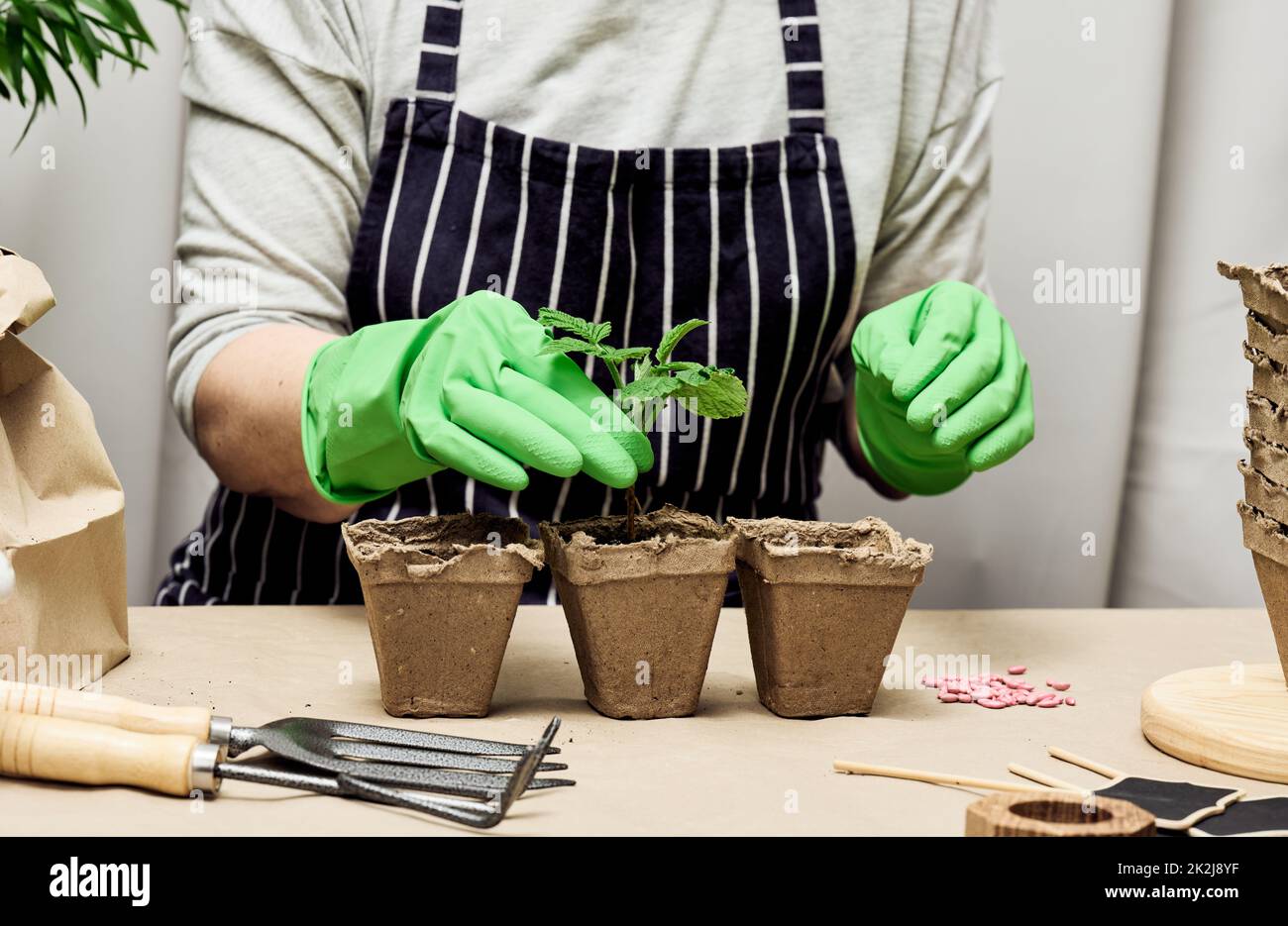 Eine Frau in grünen Handschuhen baut Pflanzen in Pappbechern an. Pflanze wächst zu Hause Stockfoto