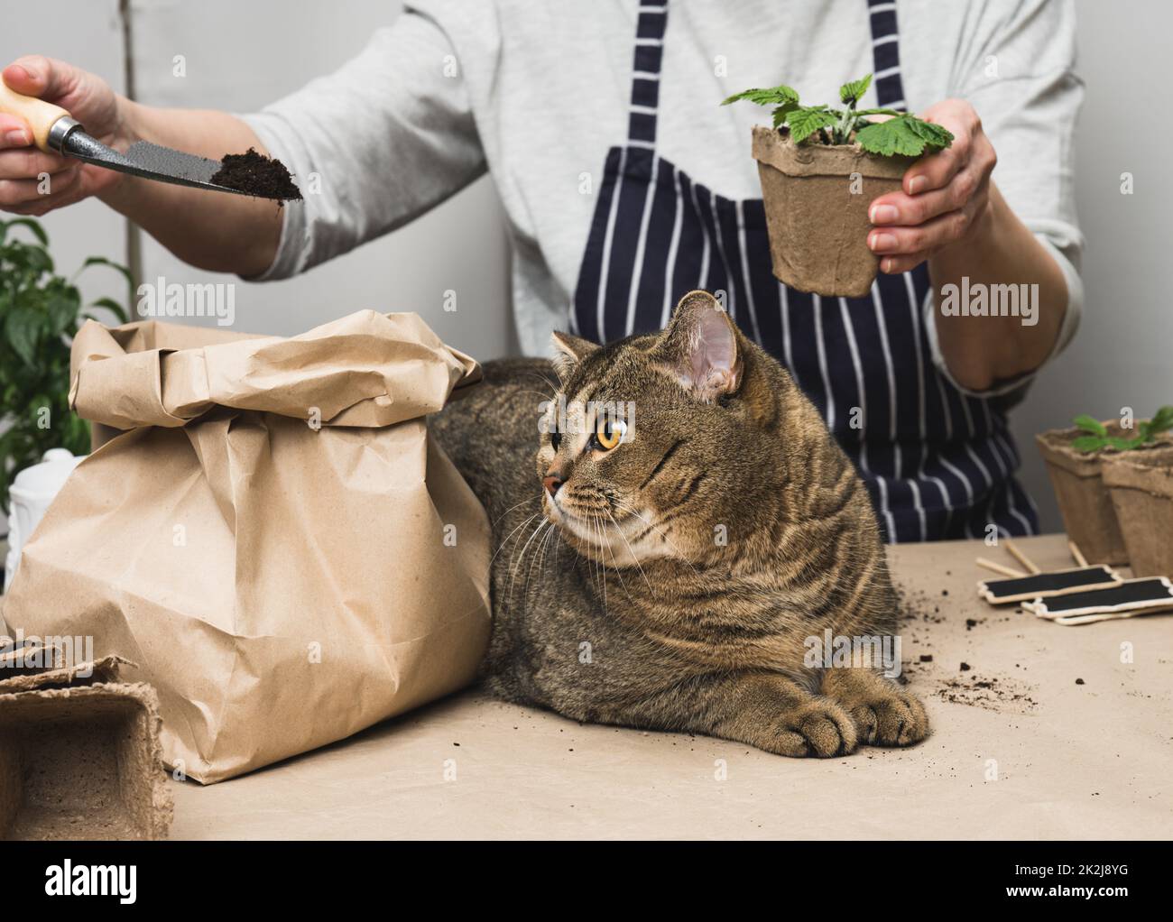 Eine Frau pflanzt Pflanzen in Pappplastikbecher auf den Tisch, neben einer erwachsenen grauen Katze liegt. Hausaufgaben wachsende Sprossen Stockfoto