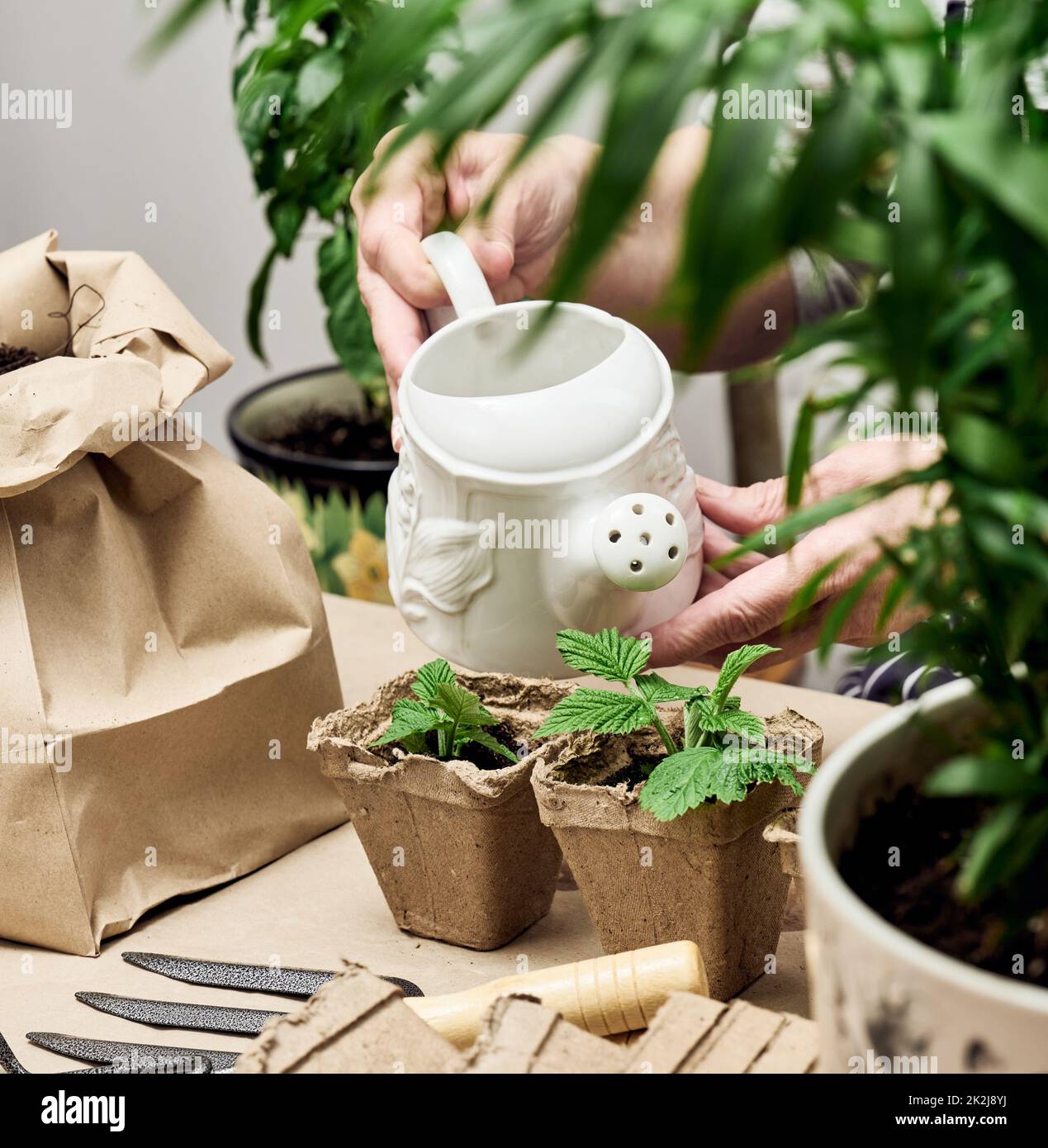 Frau wässern Pflanzen in einem Papierbecher zu Hause. Samen zu Hause Pflanzen Stockfoto