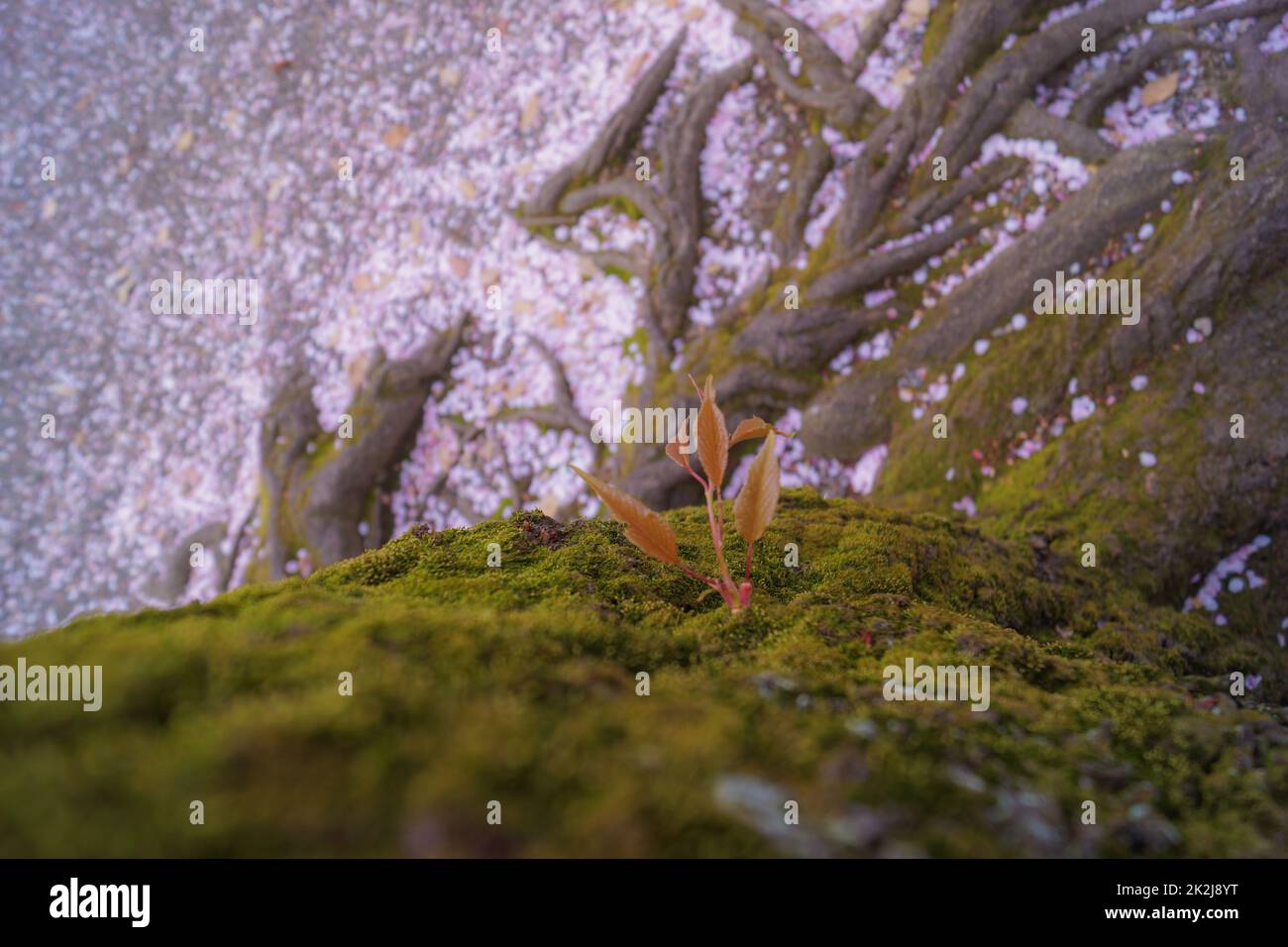 Bild der Kirschblüten von Chidorigafuchi Stockfoto