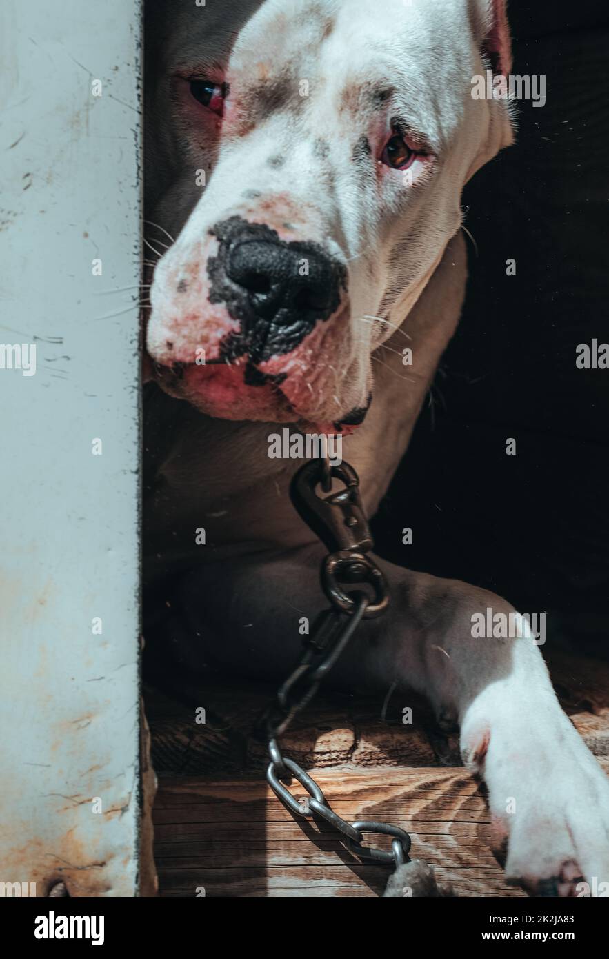 Hund Dogo Argentino - ein Porträt eines argentinischen Mastiff. Ein wunderschöner weißer Hund sitzt auf dem Kommando des Besitzers. Haustier für einen Spaziergang. Nahaufnahme. Stockfoto