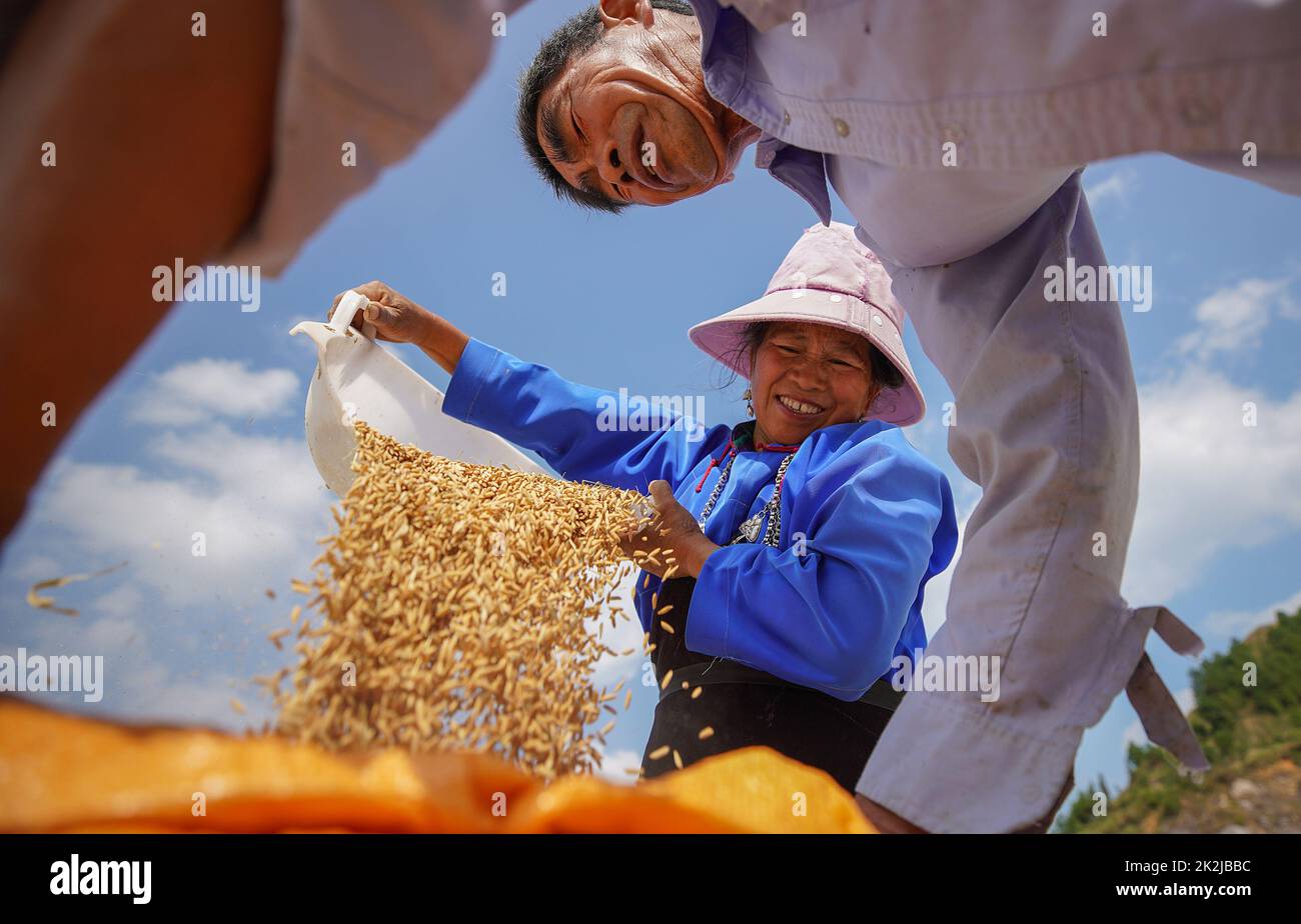 Peking, Chinas Provinz Guizhou. 17. September 2022. Dorfbewohner verpacken getrockneten Reis im Bezirk Danzhai, südwestlich der chinesischen Provinz Guizhou, 17. September 2022. Das Erntefest der chinesischen Bauern, das jedes Jahr mit der Herbst-Tagundnachtgleiche zusammenfällt, findet dieses Jahr am 23. September statt. Quelle: Huang Xiaohai/Xinhua/Alamy Live News Stockfoto