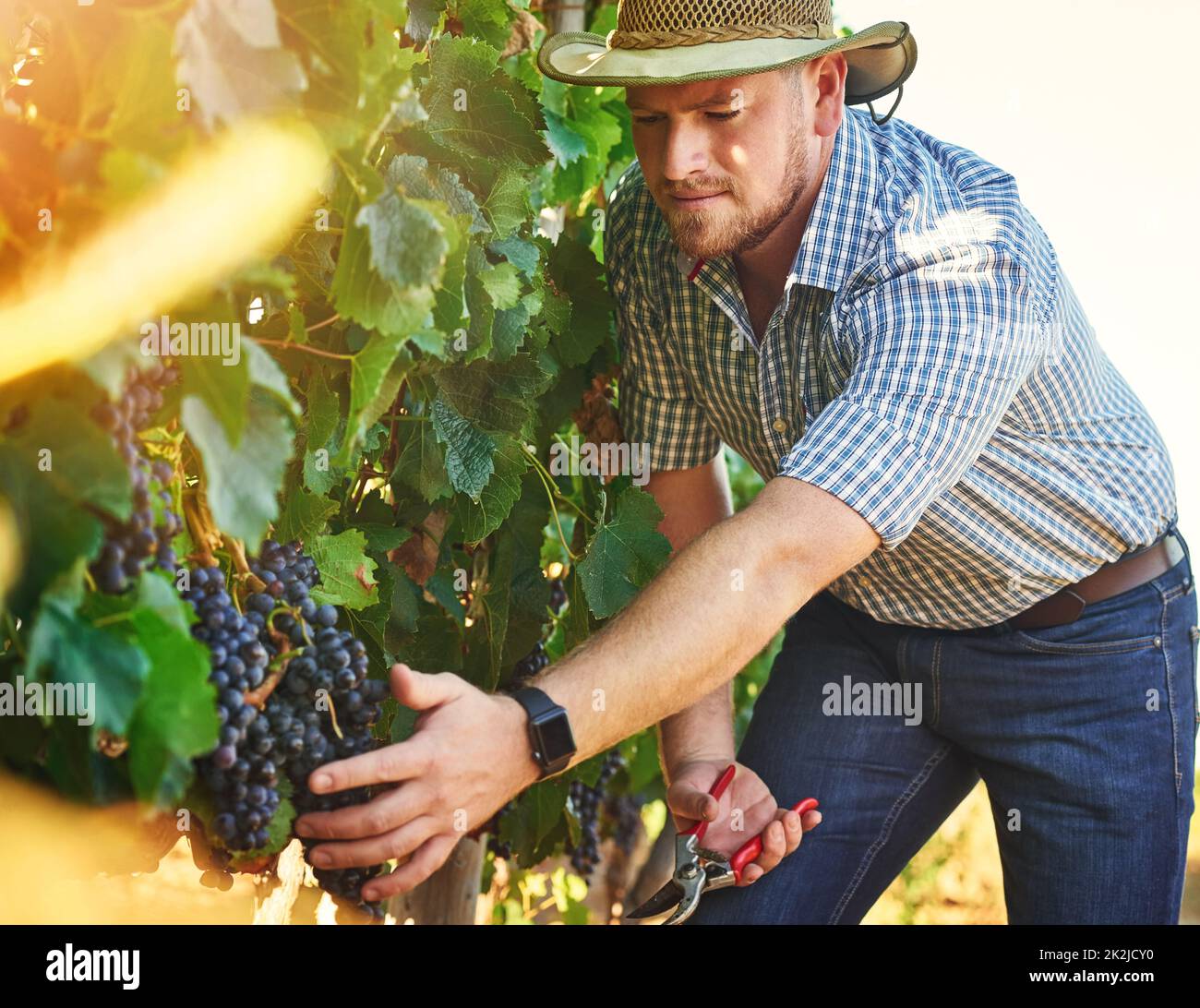 Die höchste Qualität der Trauben. Kurzer Schuss eines Bauern, der Trauben erntet. Stockfoto