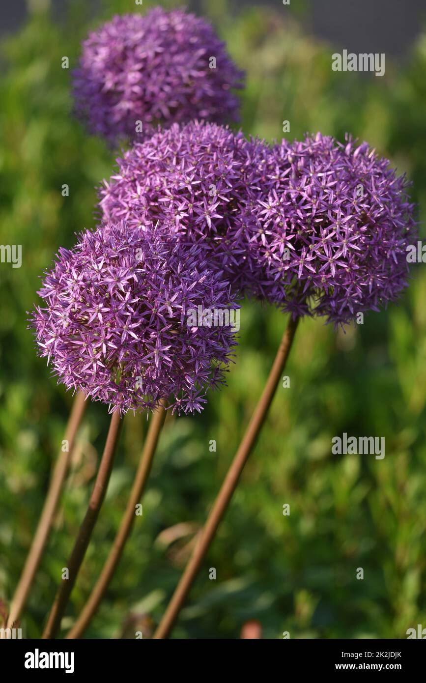 Zierzwiebel Globemaster - Zierlauch Allium Globemaster Stockfoto