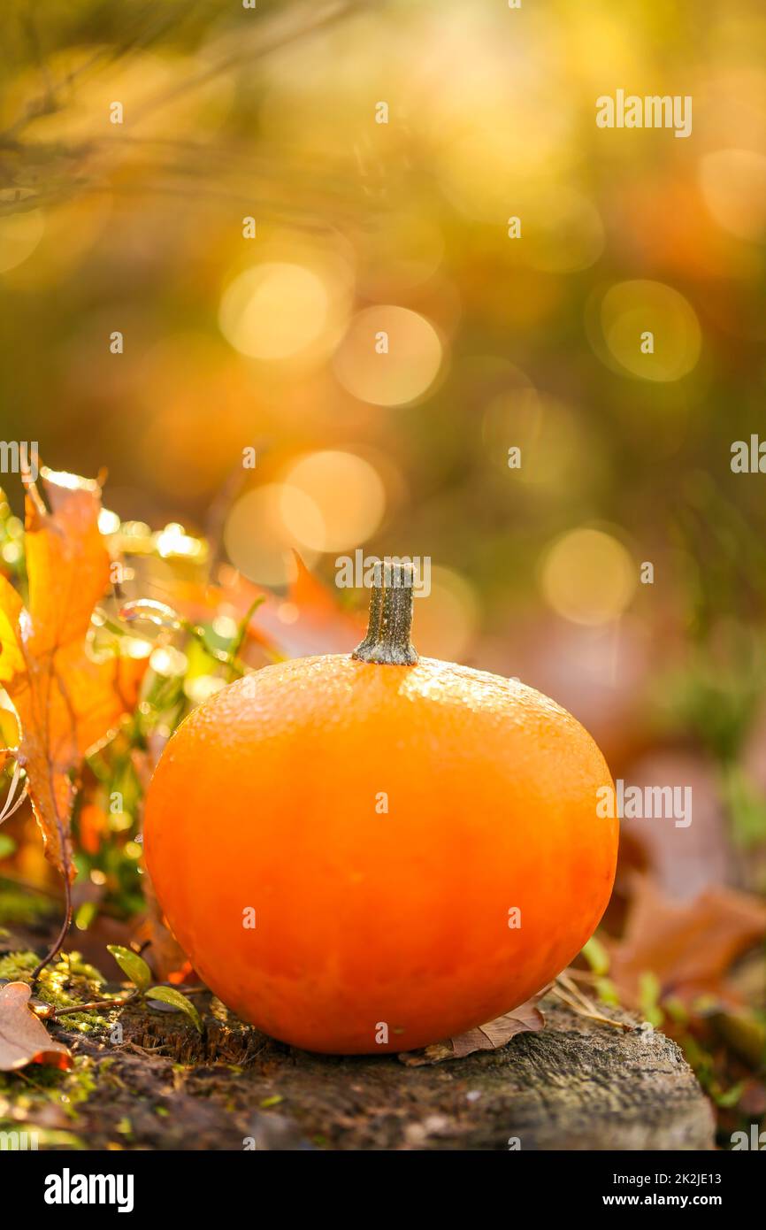 Herbstzeit.Orange Kürbis mit braunen Blättern auf einem Stumpf auf einem verschwommenen Wald Herbst Hintergrund. Kürbis im Herbst braune Blätter. Herbstwetter Stockfoto