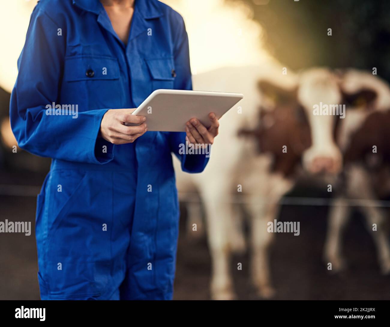 Diese Rinderzähler App ist wirklich nützlich. Zugeschnittene Aufnahme einer nicht identifizierbaren Farmerin, die ihr Tablet benutzte, während sie mit ihren Kühen draußen stand. Stockfoto