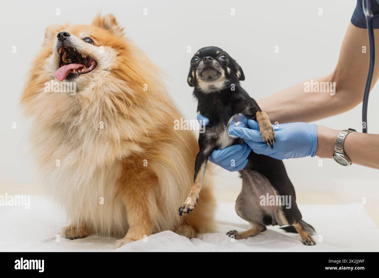 Der Tierarzt hört den Herzschlag des Hundes mit dem Stethoskop. Haustier-Health-Check-Konzept Stockfoto
