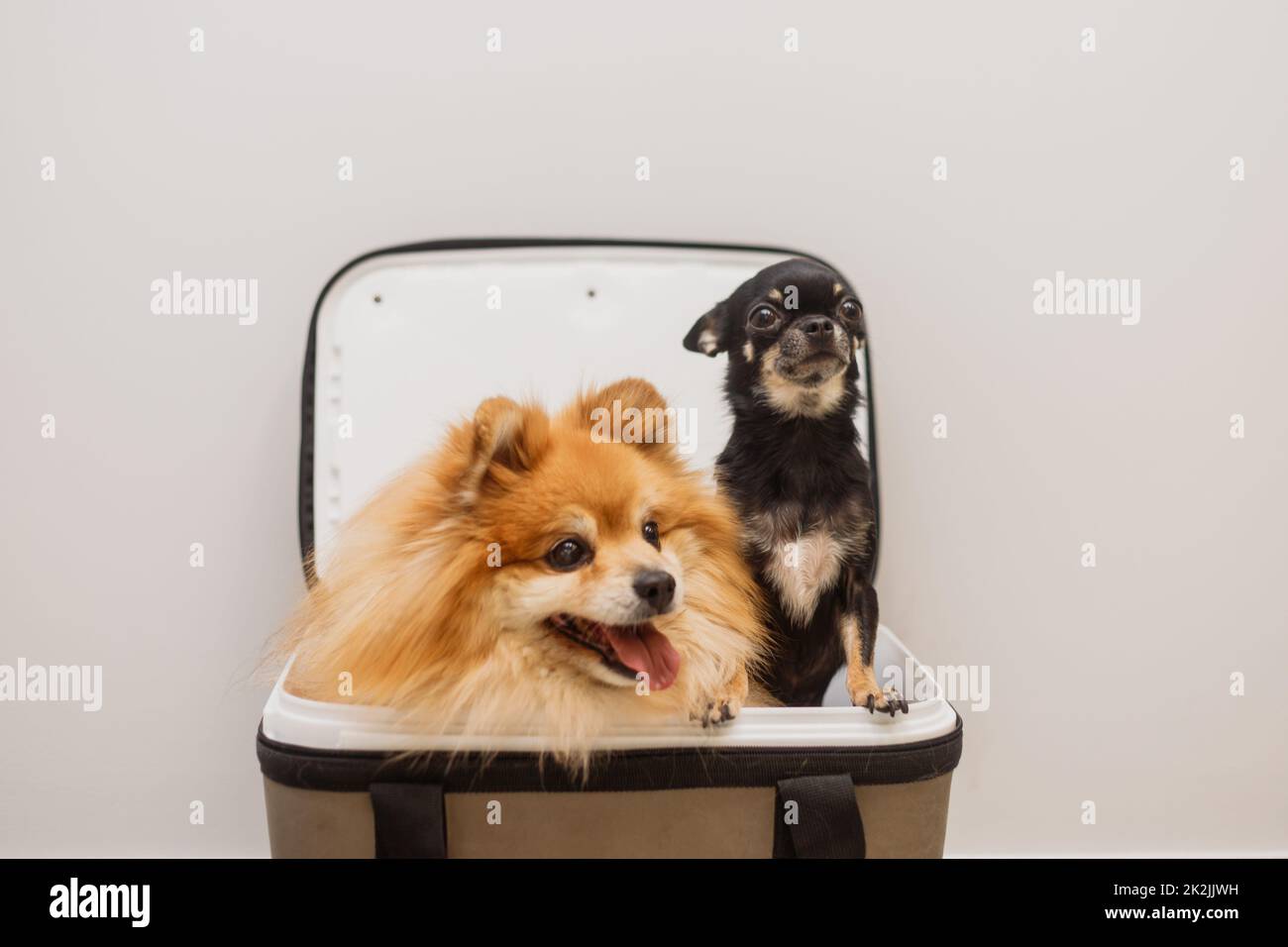 Zwei Hunde sitzen zusammen in einem offenen Träger. Chihuahua und Spitz sehen aus dem Sack. Transport von Haustieren Stockfoto