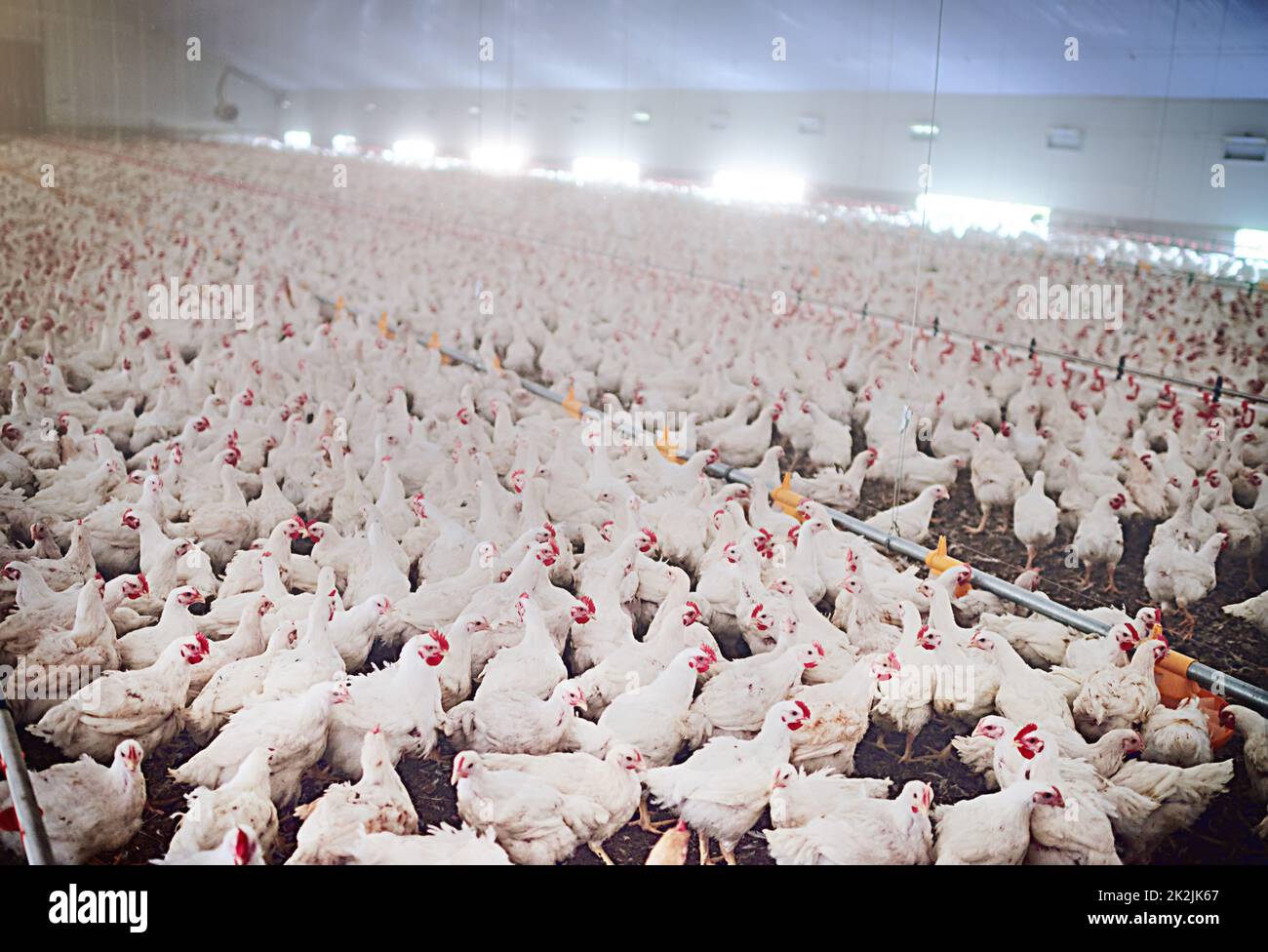 Geflügel unbegrenzt. Aufnahme von Hühnern auf einer Geflügelfarm. Stockfoto