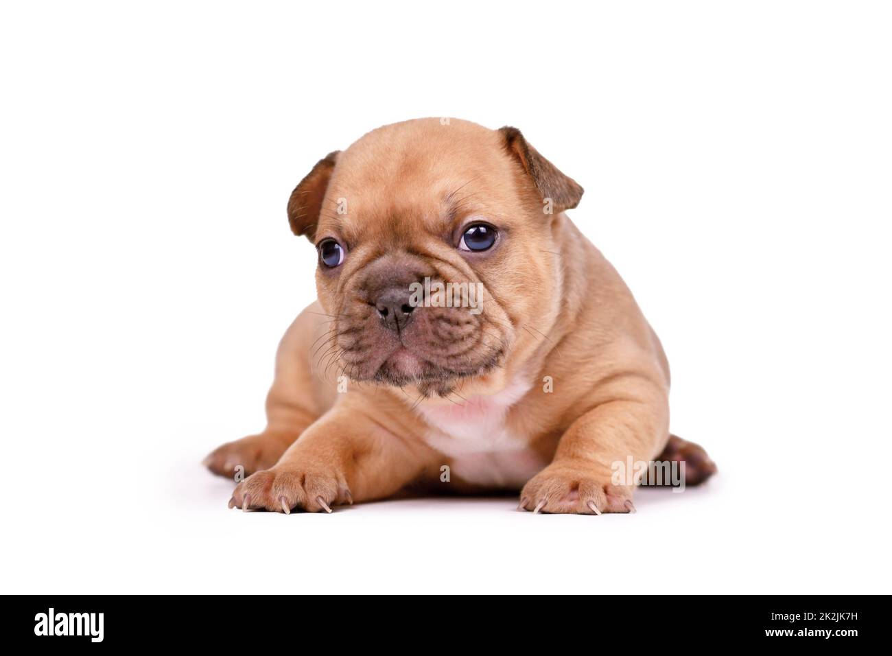 Rot gefärbter französischer Bulldog Hund Welpe auf weißem Hintergrund Stockfoto