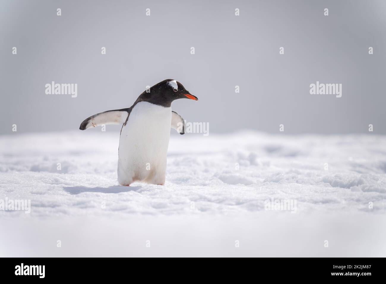 Gentoo Pinguin auf Schnee hält Flossen aus Stockfoto