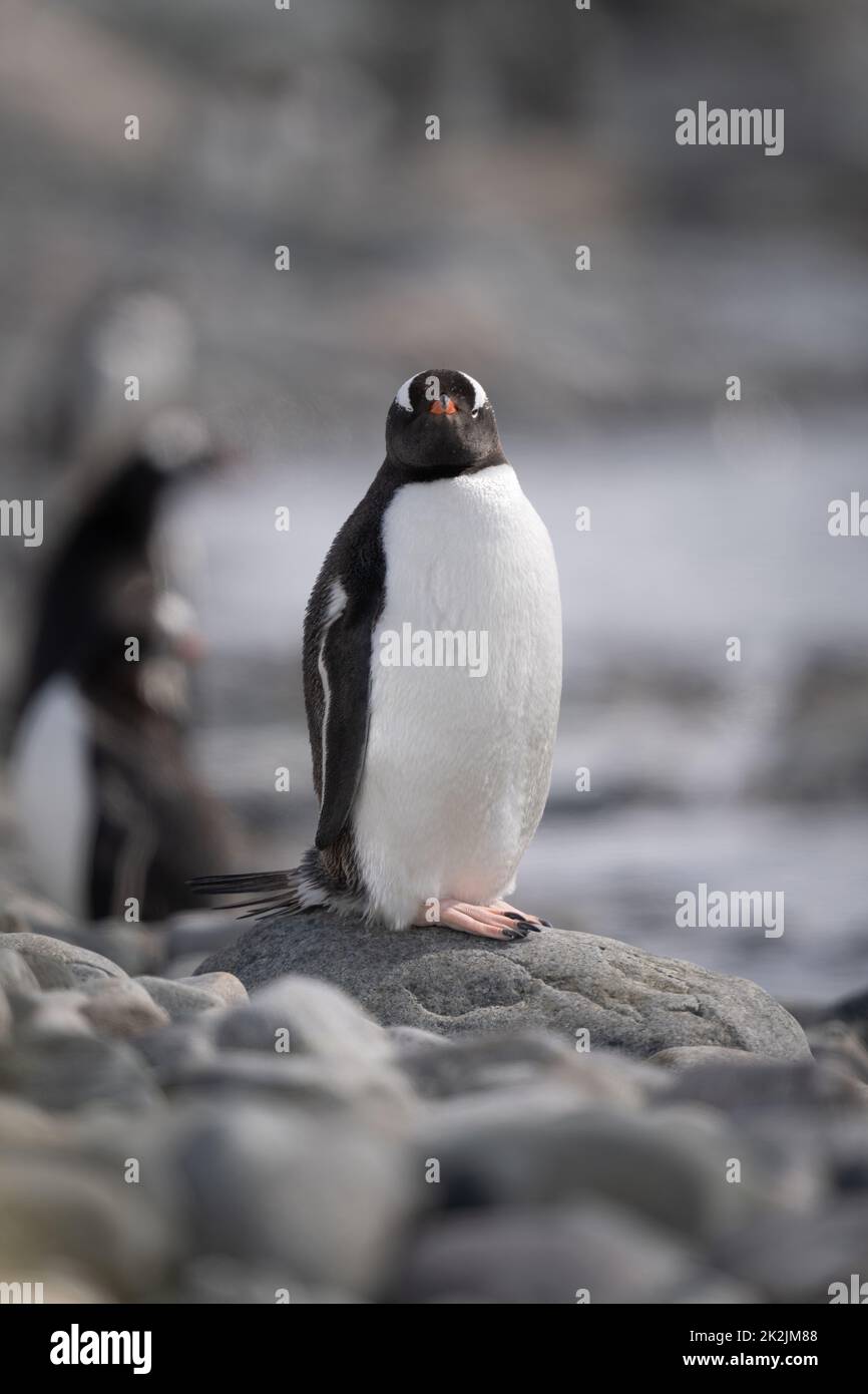 Gentoo Pinguin auf Felsen dreht sich in Richtung Kamera Stockfoto