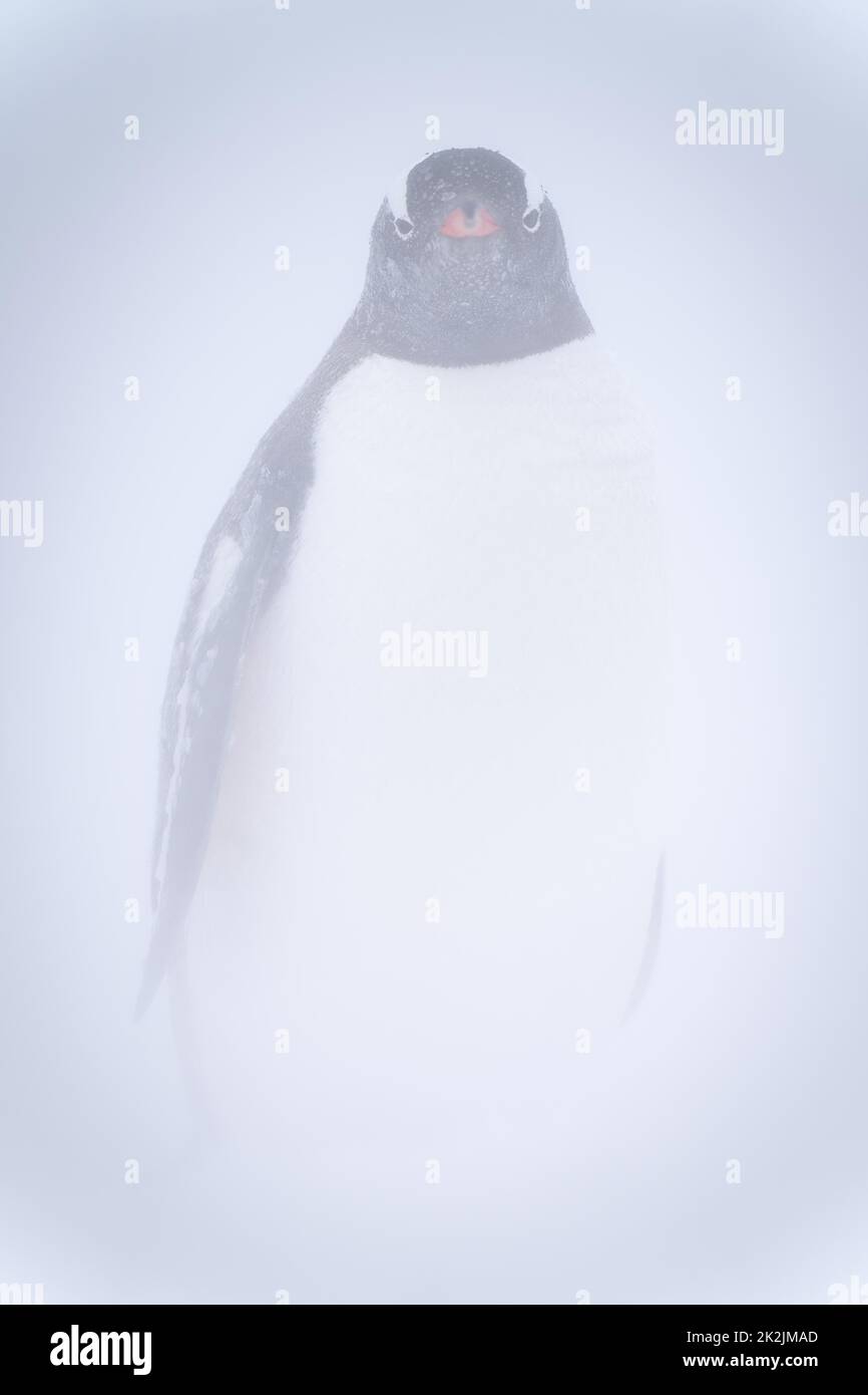 Gentoo Pinguin steht vor der Kamera im Schneesturm Stockfoto