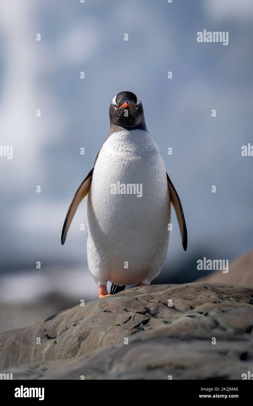 Gentoo Pinguin steht vor der Kamera auf dem Felsen Stockfoto