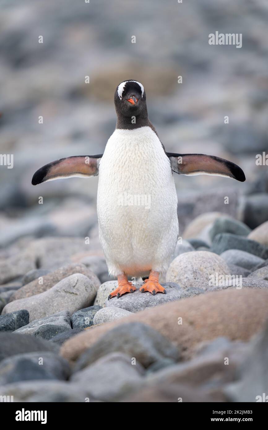 Gentoo Pinguin steht gegenüber den Kameraflossen ausgefahren Stockfoto