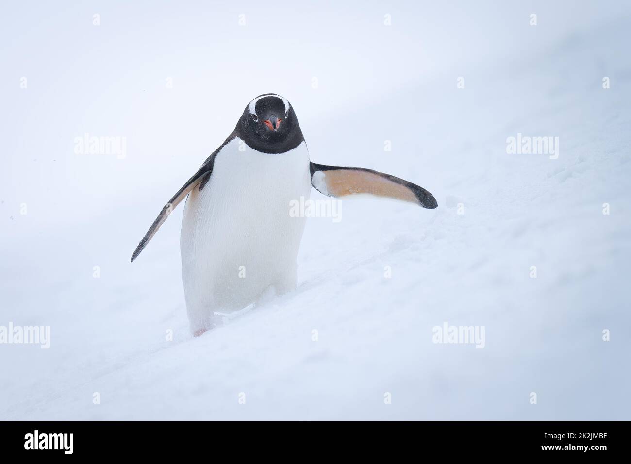 Gentoo Pinguin steht auf Schnee nach vorne gelehnt Stockfoto