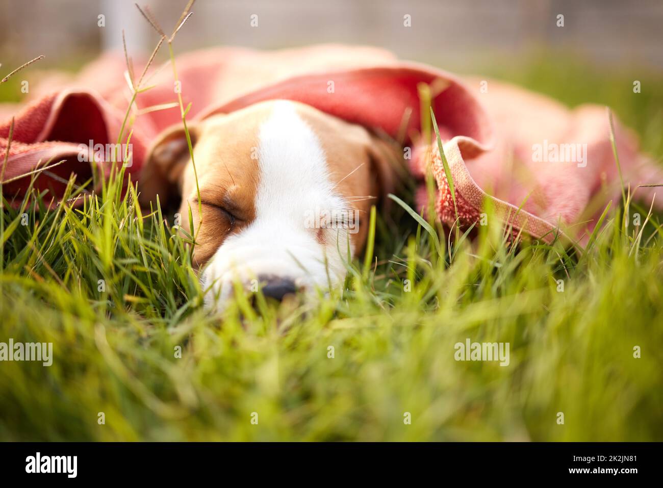 Wenn ich liebenswert sein werde, brauche ich meinen Schönheitsschlaf. Aufnahme eines niedlichen Welpen, der auf dem Gras schläft. Stockfoto