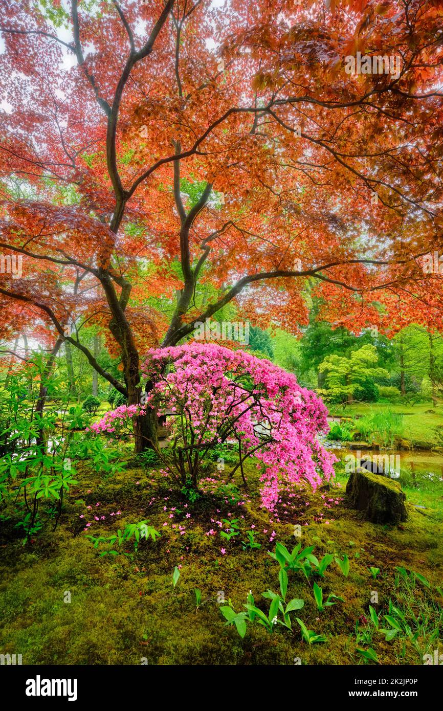 Japanischer Garten, Park Clingendael, Den Haag, Niederlande Stockfoto