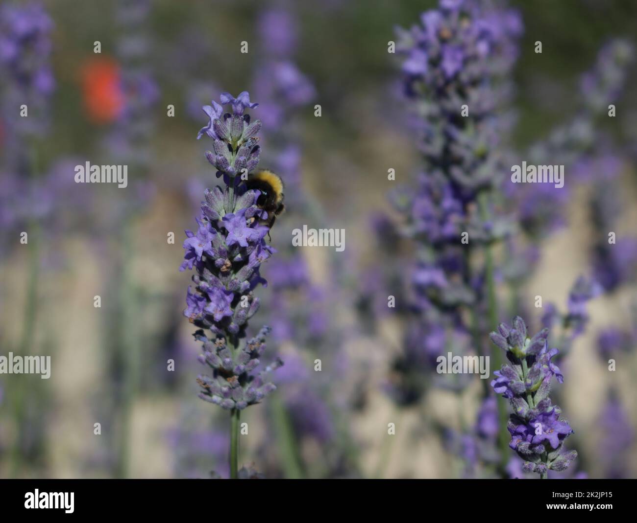 Schöne Feld Lavendel Blumen Aroma natürliche Farbe Insektenöle Stockfoto