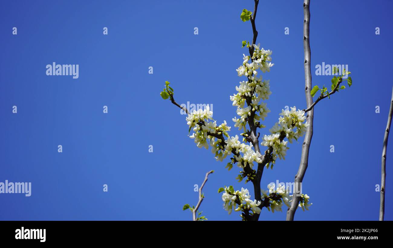 Judas Baum weiße Blume - lateinischer Name - Cercis siliquastrum Alba Stockfoto