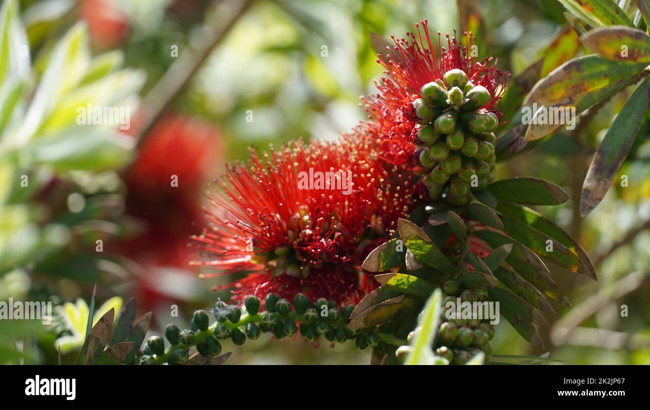 Callistemon Zitrone oder Callistemon viminalis rote Flasche Pinselblume in Israel. Dies ist ein immergrüner Baum mit dichtem, duftendem Laub. Stockfoto