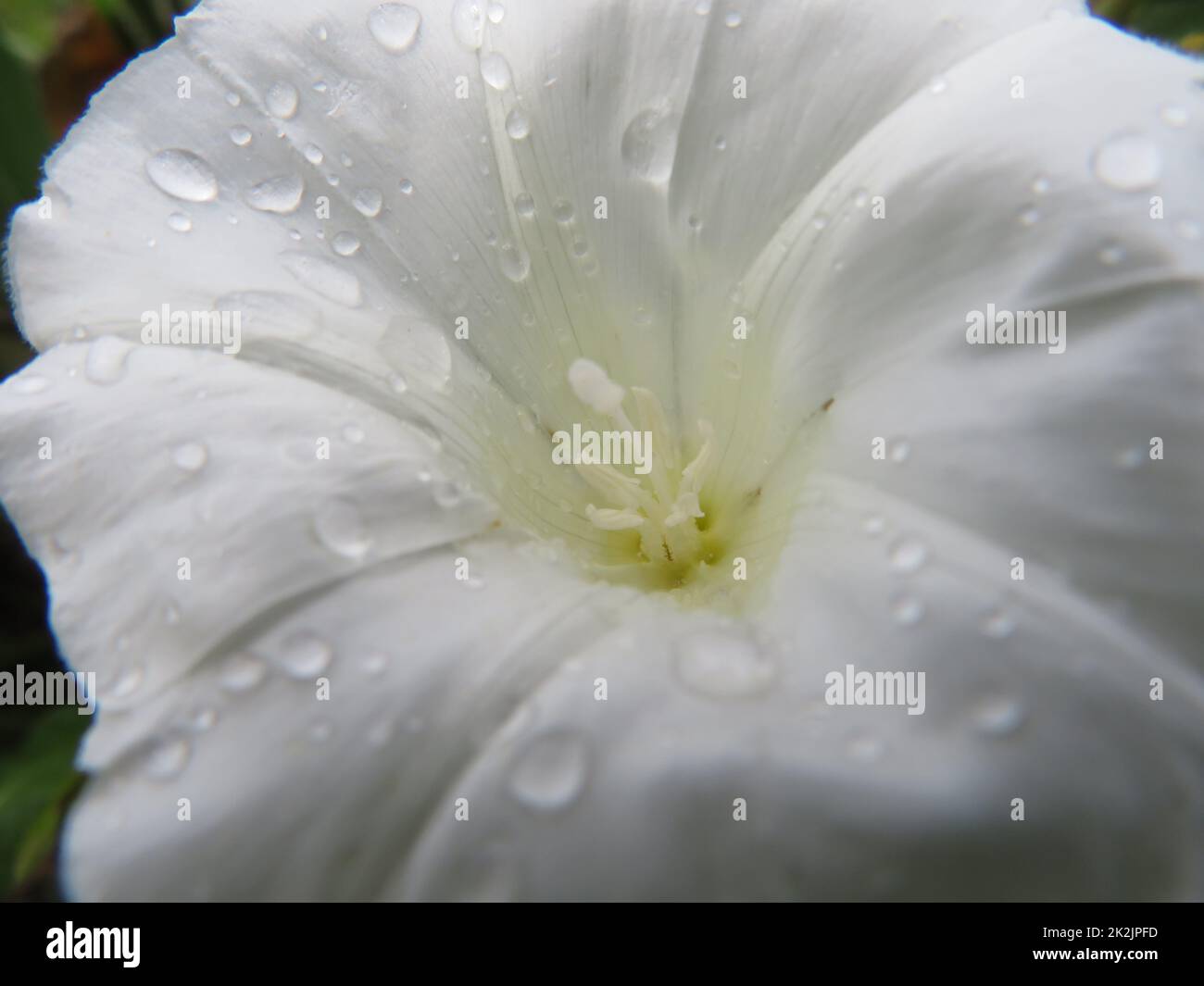 Schöne nasse weiße Blume mit natürlichen Makro-Details Stockfoto