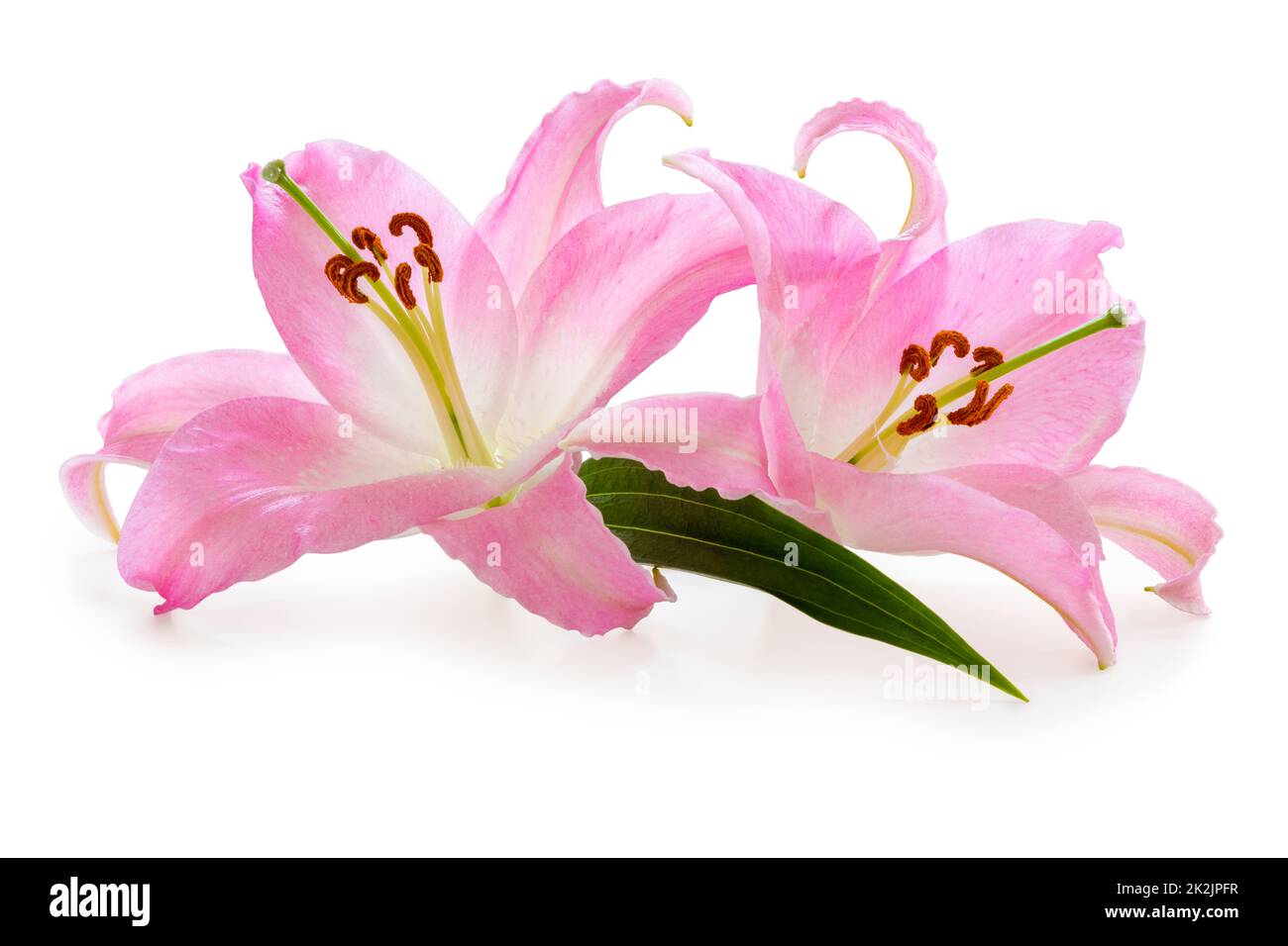 Zwei wundervolle pinkfarbene Lily isoliert auf weißem Hintergrund, einschließlich Schnittpfad ohne Schatten. Stockfoto