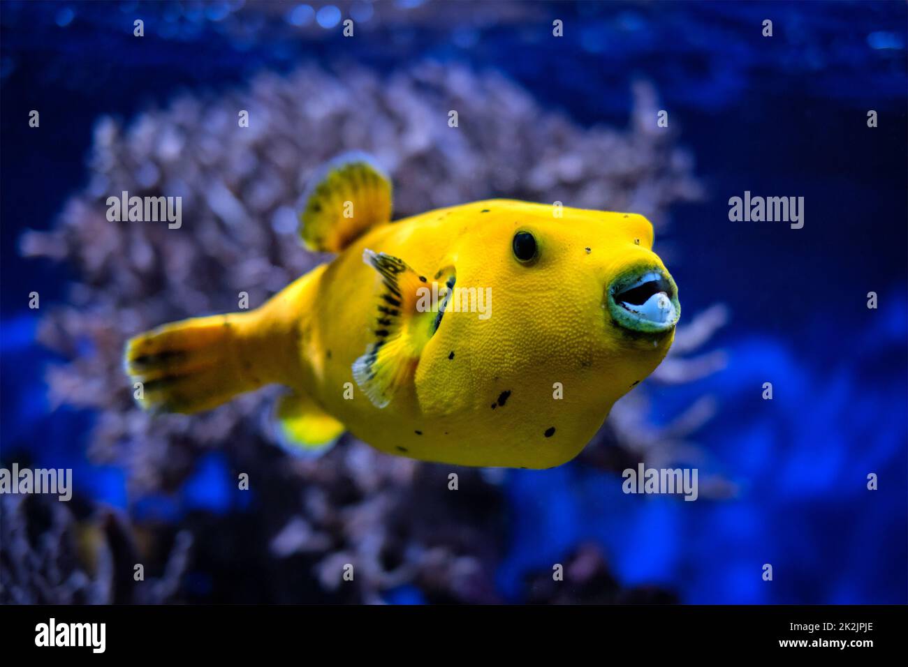 Gelber Goldpuffer Guineafowl Kugelfisch unter Wasser Stockfoto