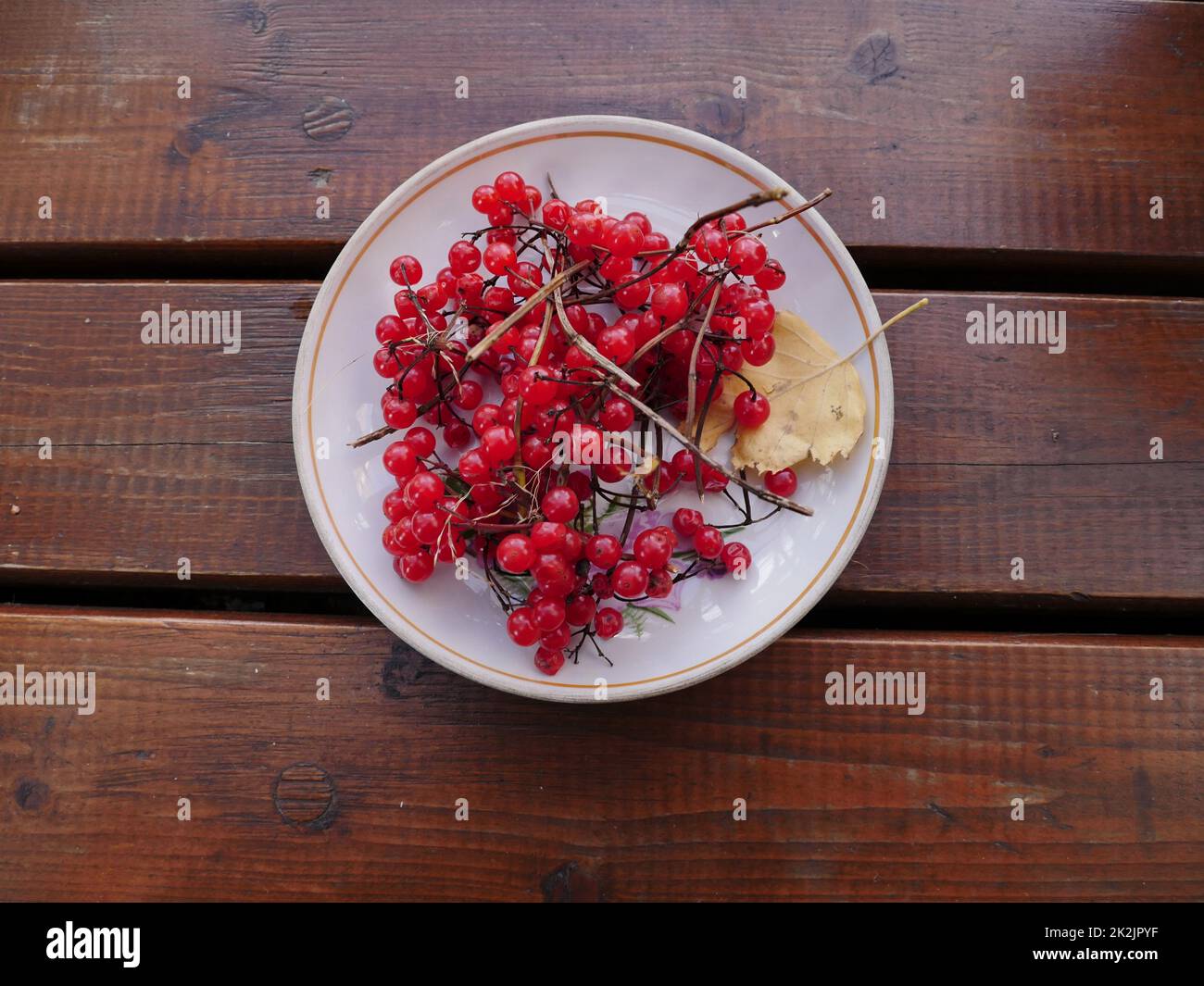 Rote reife Früchte von Viburnum-Beeren Stockfoto