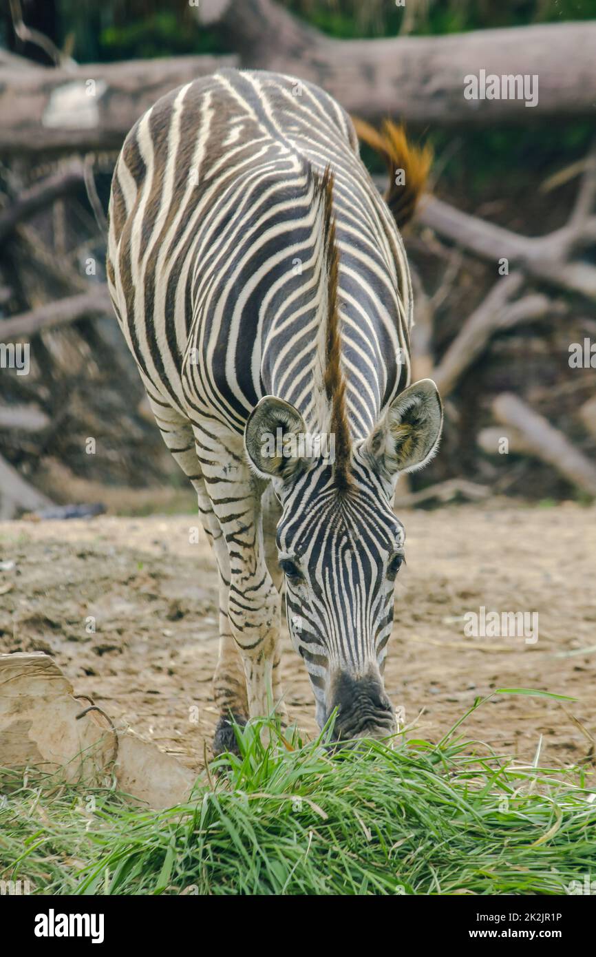 ZEBRA im Zoo, der Gras frisst. Zebras werden als Säugetiere klassifiziert. Stockfoto