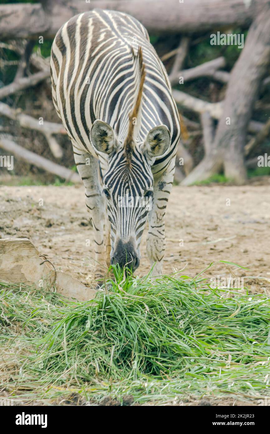 ZEBRA im Zoo, der Gras frisst. Zebras werden als Säugetiere klassifiziert. Stockfoto